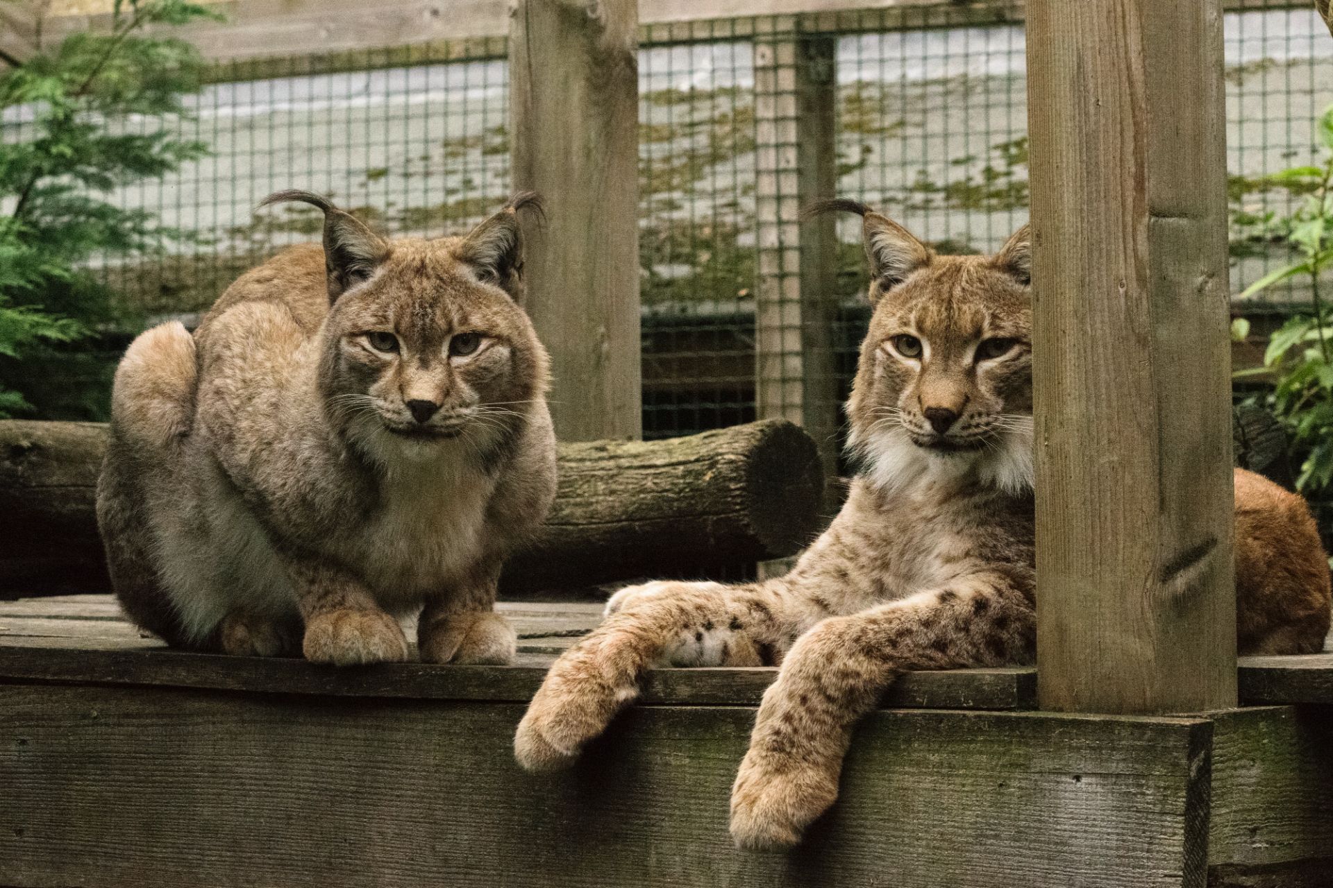 Euraziatische lynx