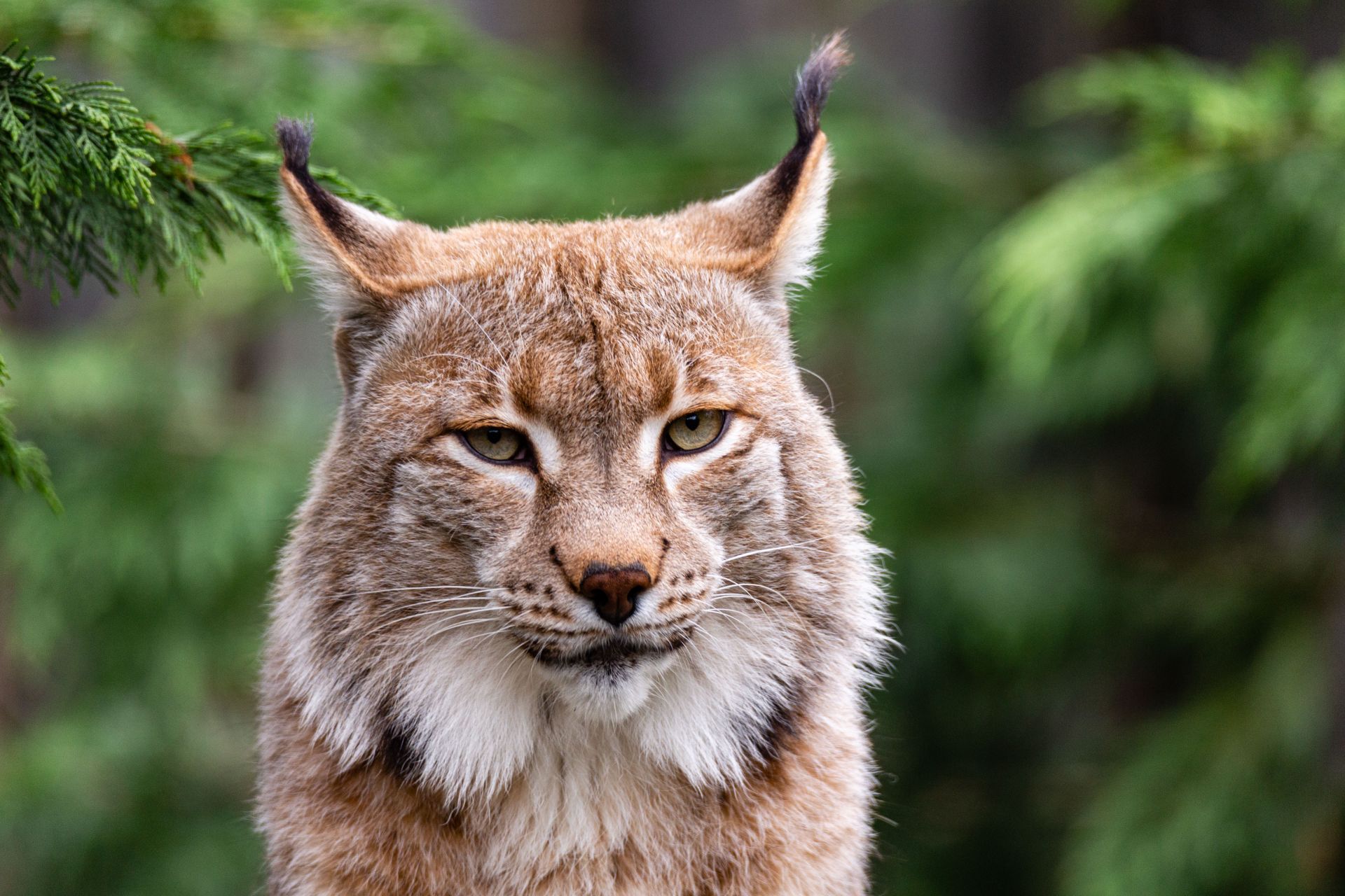 Euraziatische lynx