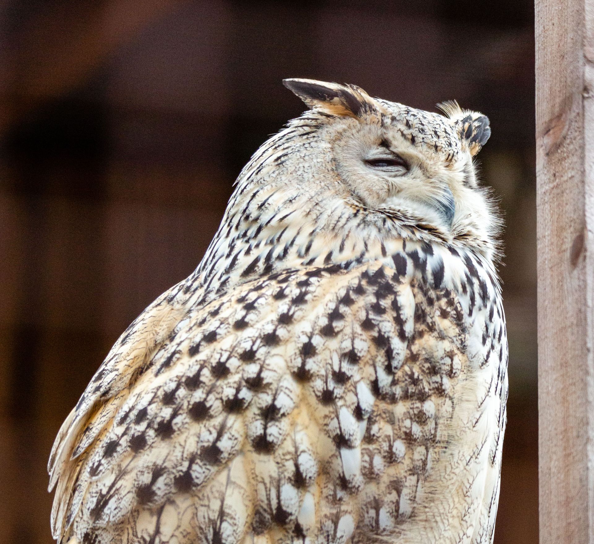 Bubo