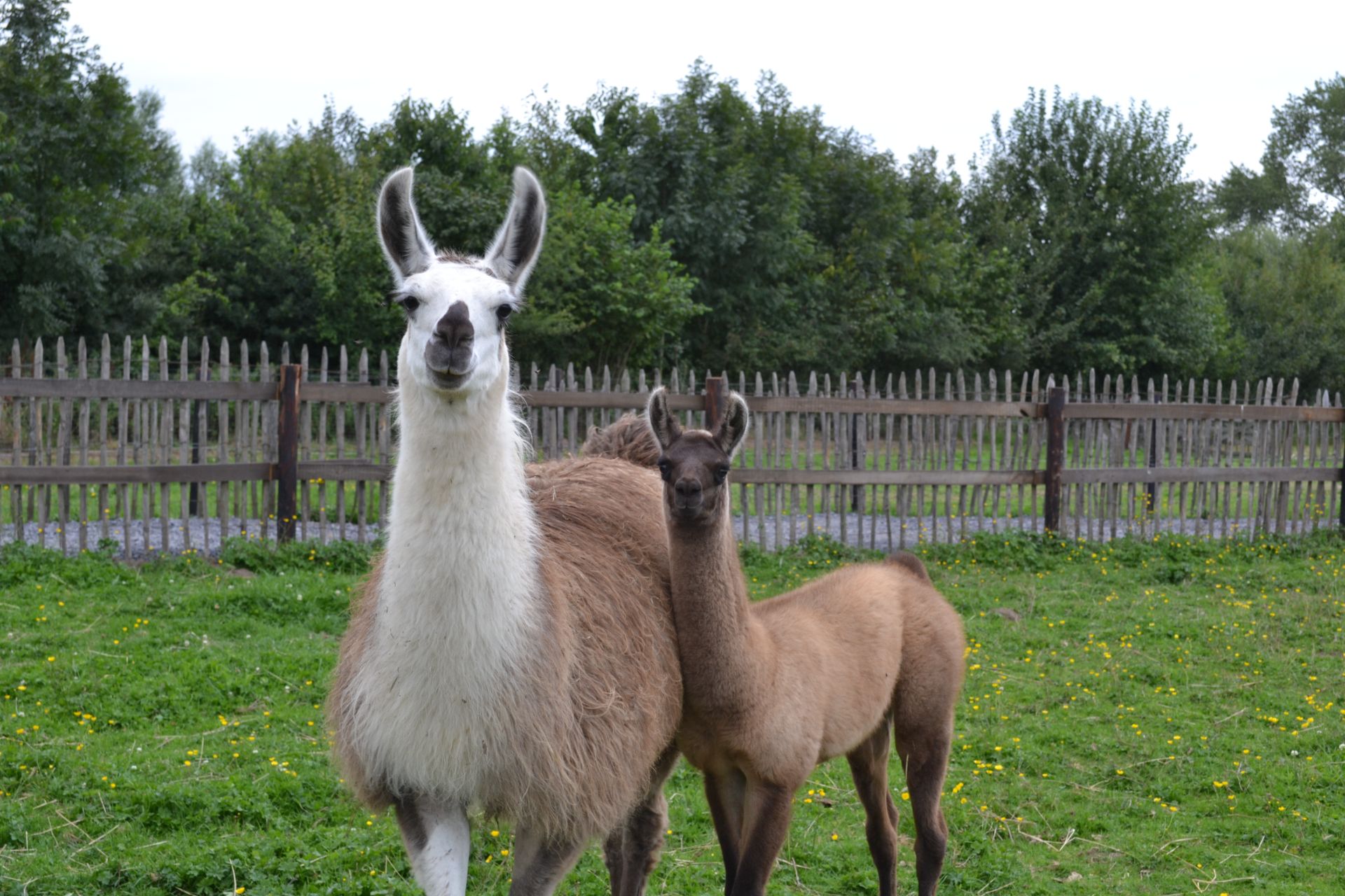 Lama