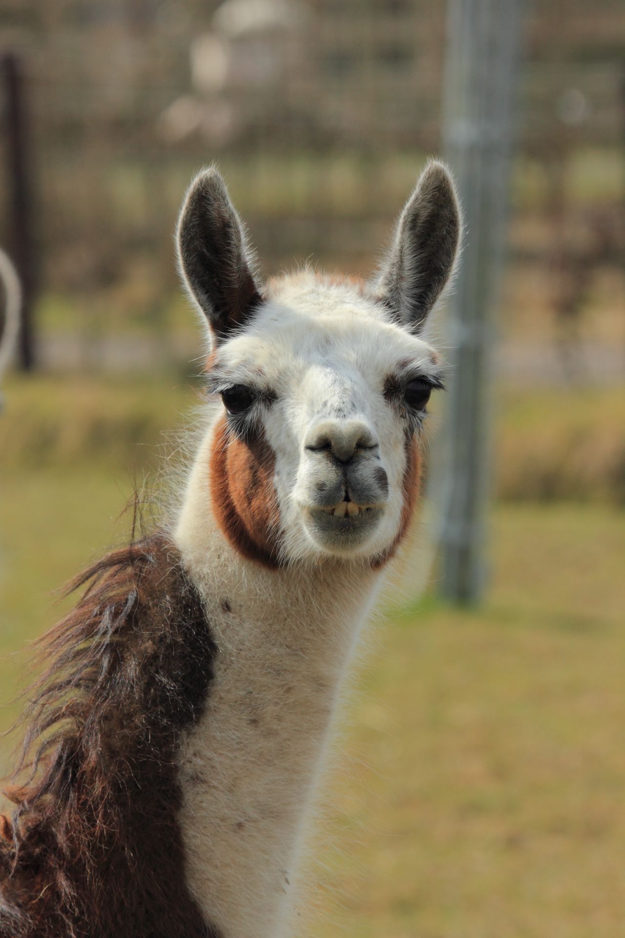 Lama