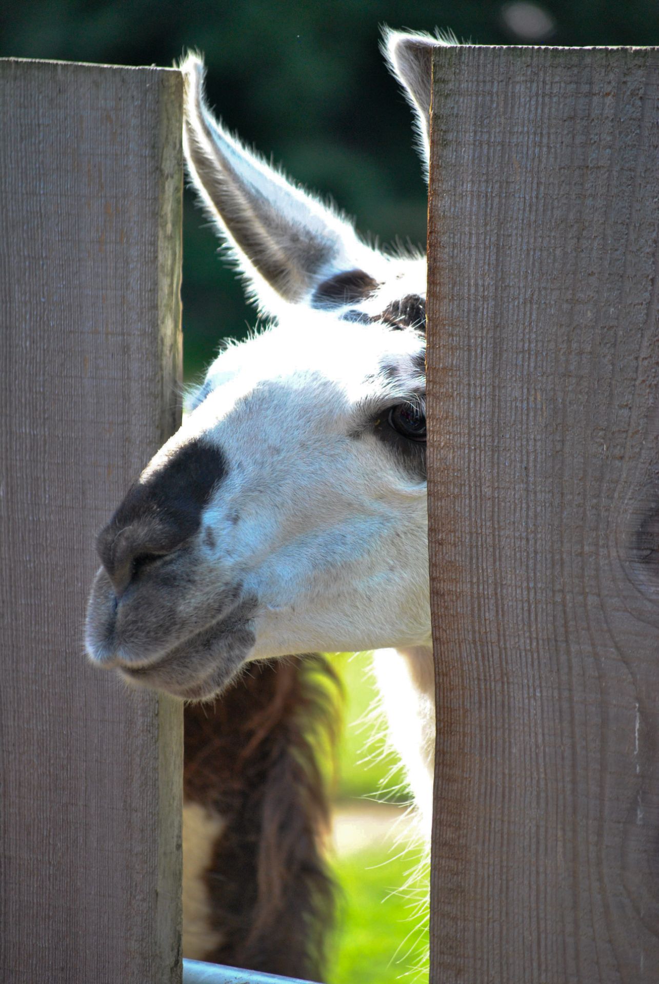 Lama