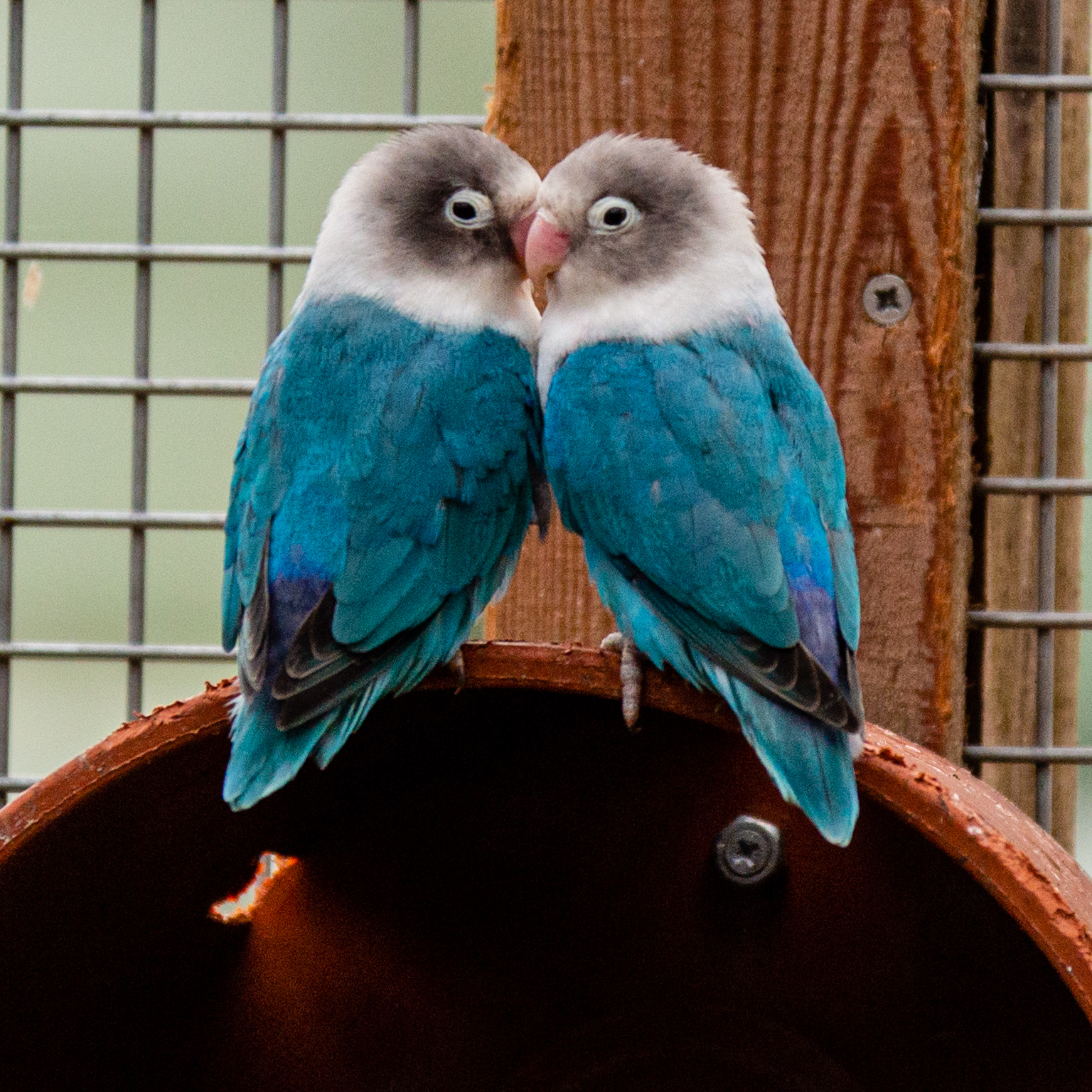 Agapornis