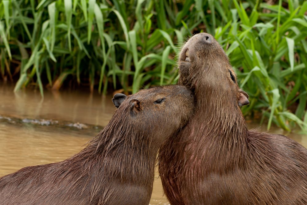 Capibara