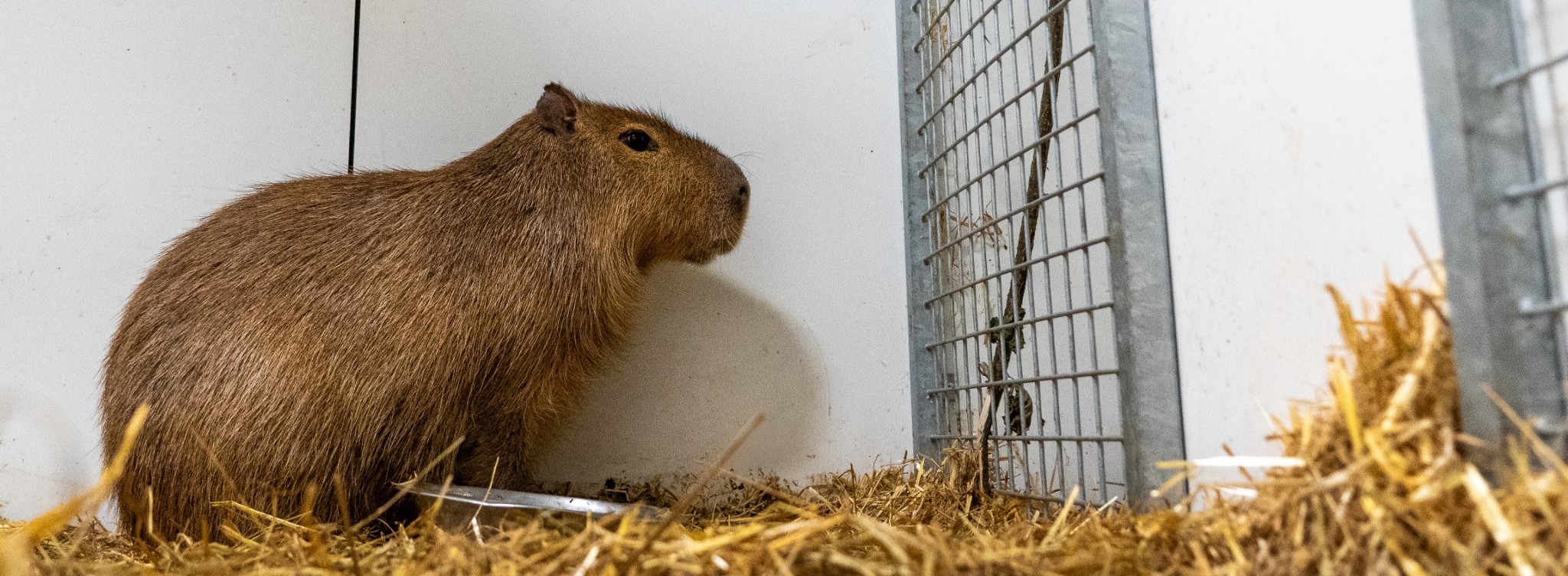 Capibara