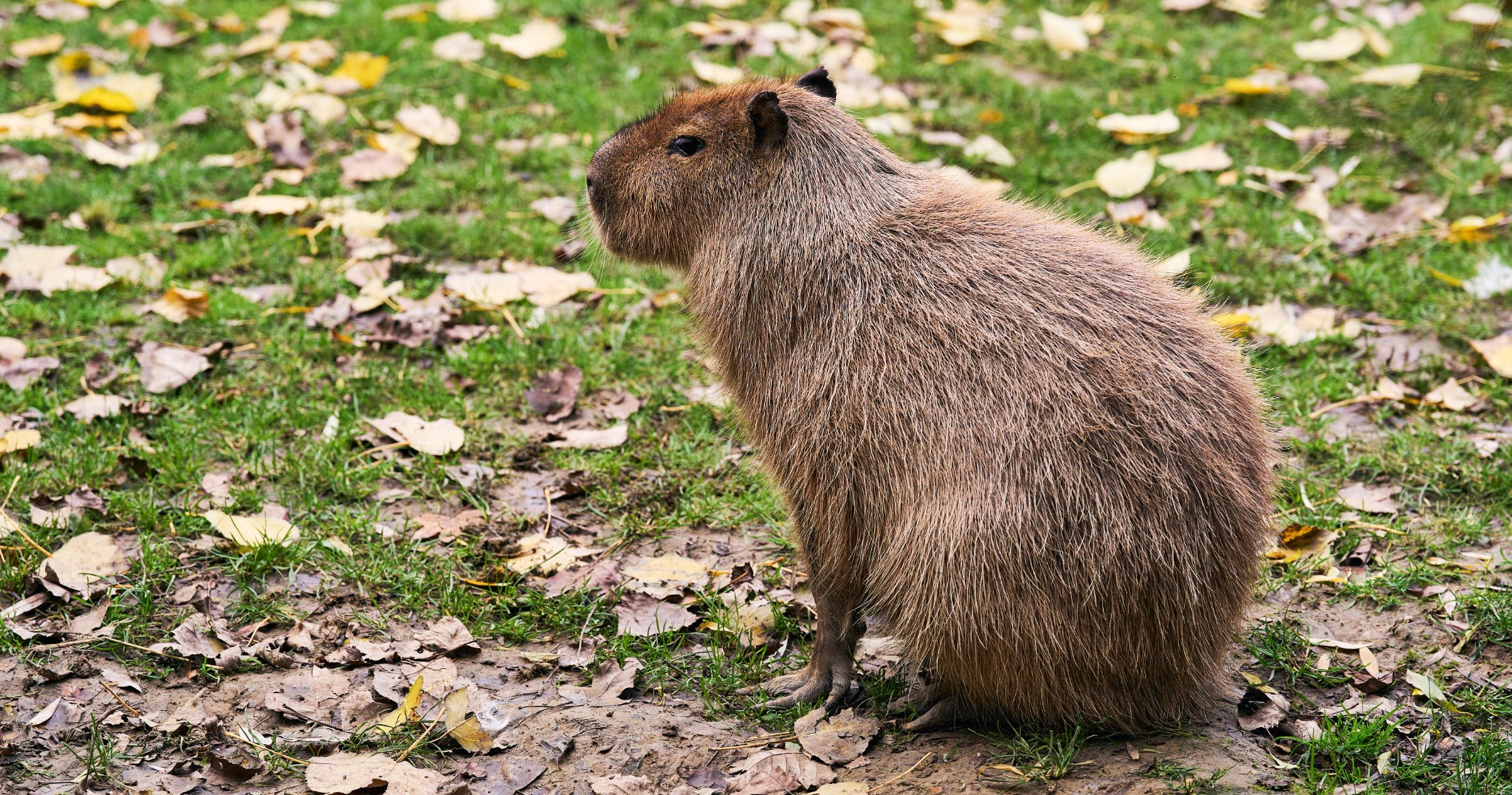 Capibara