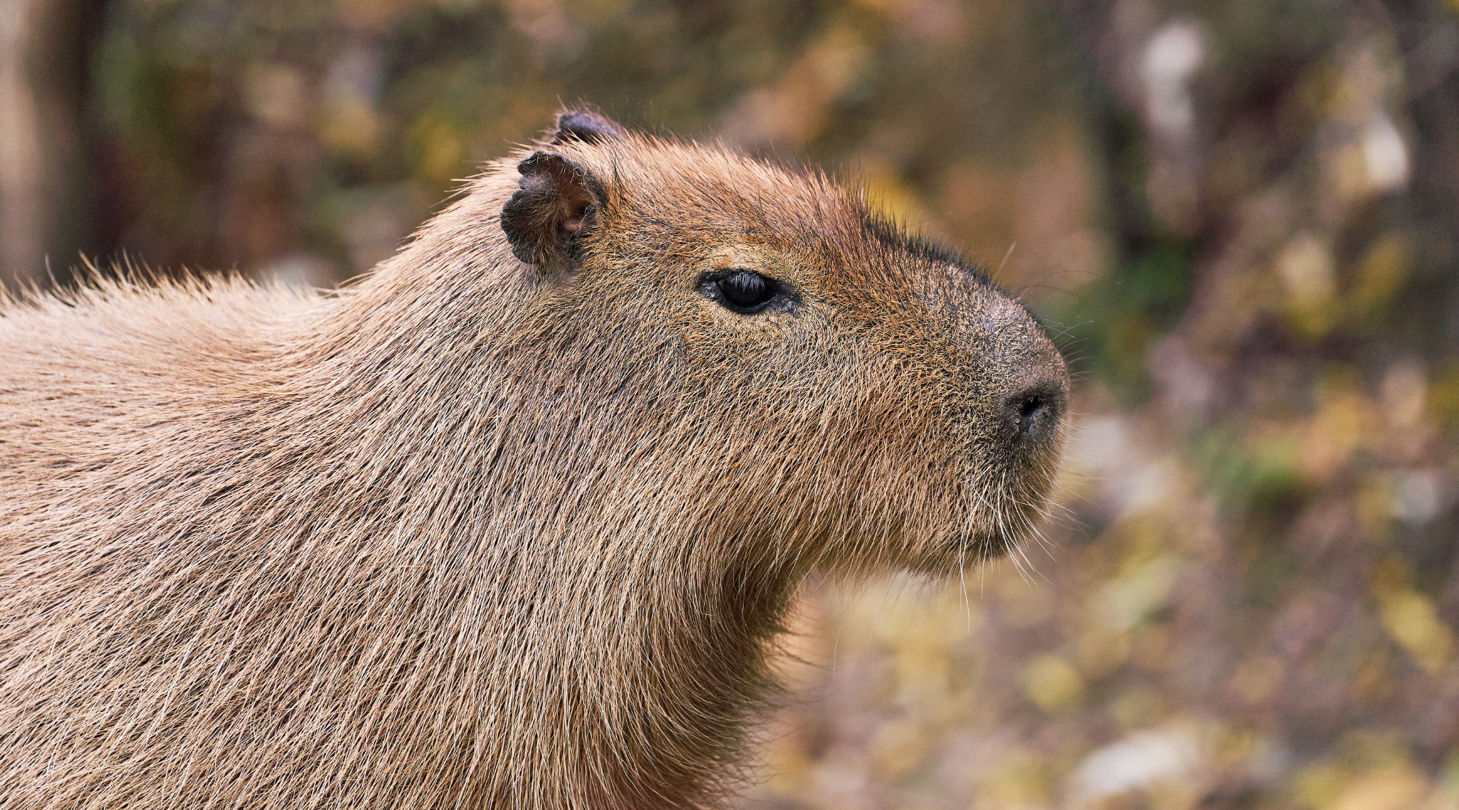 Capibara