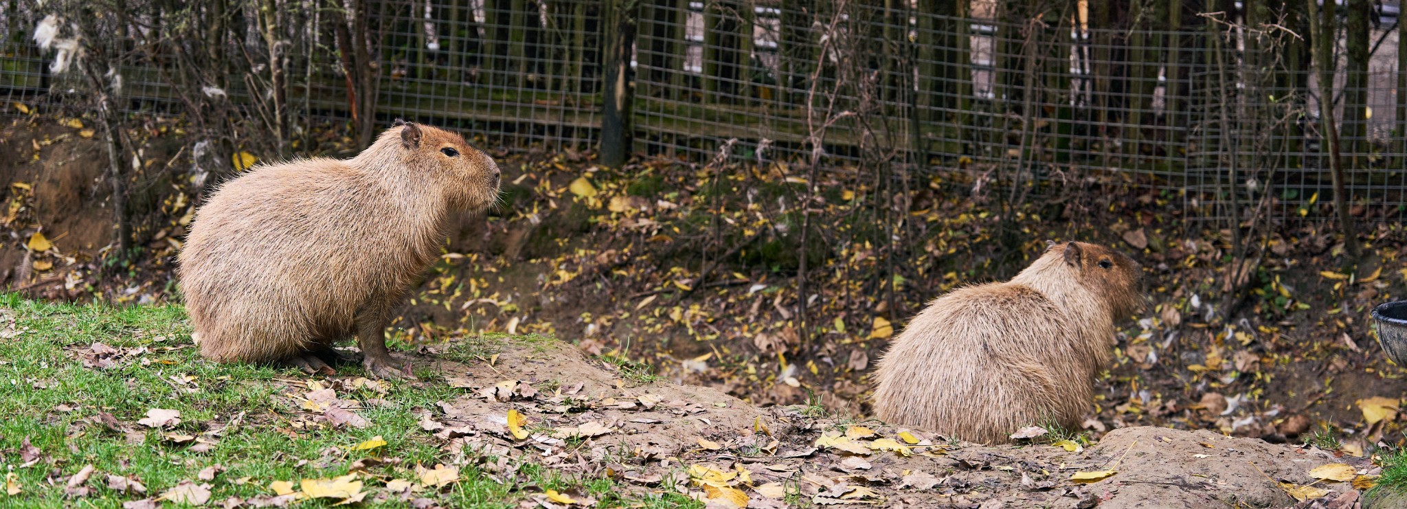 Capibara