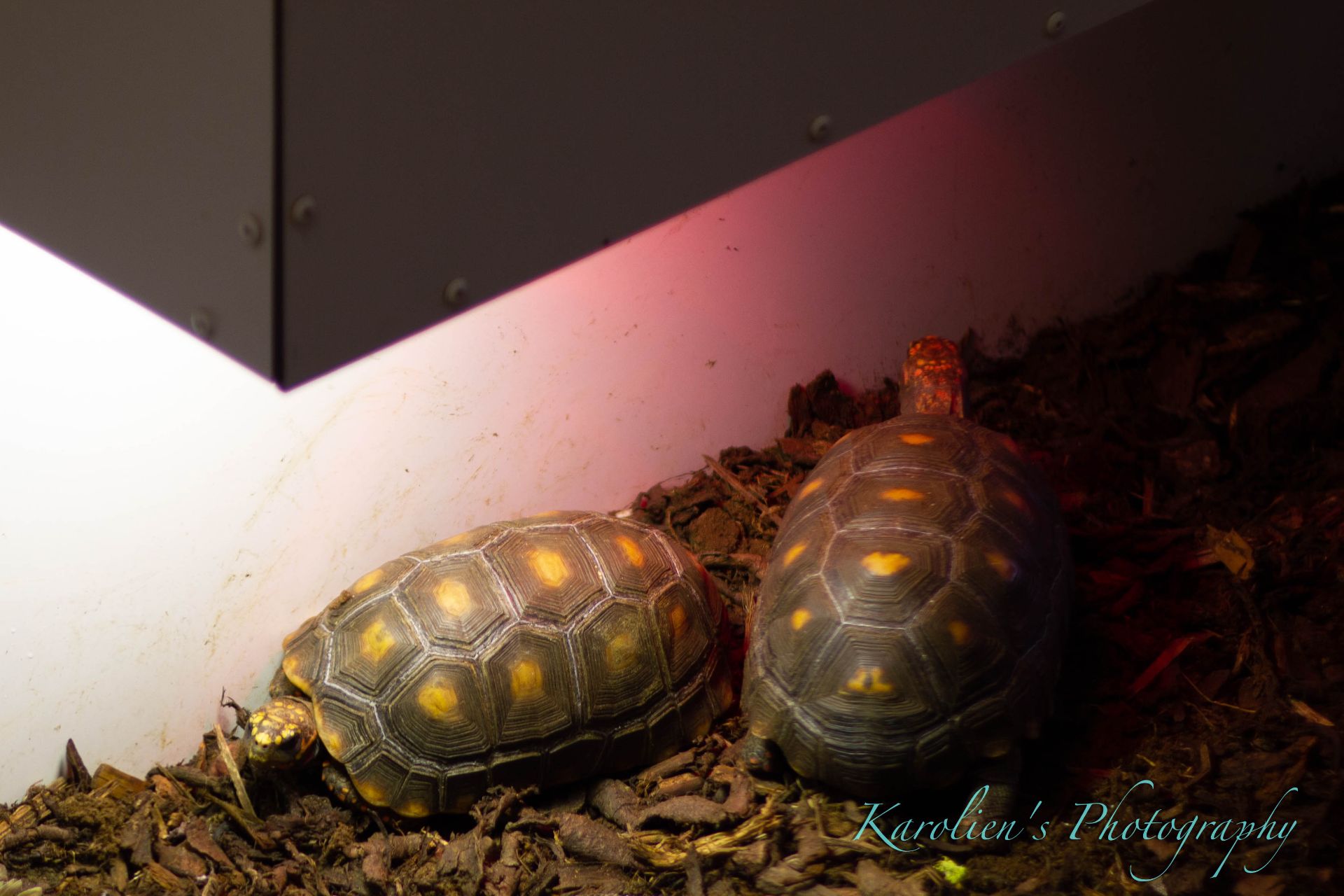 Kolenbranderschildpad
