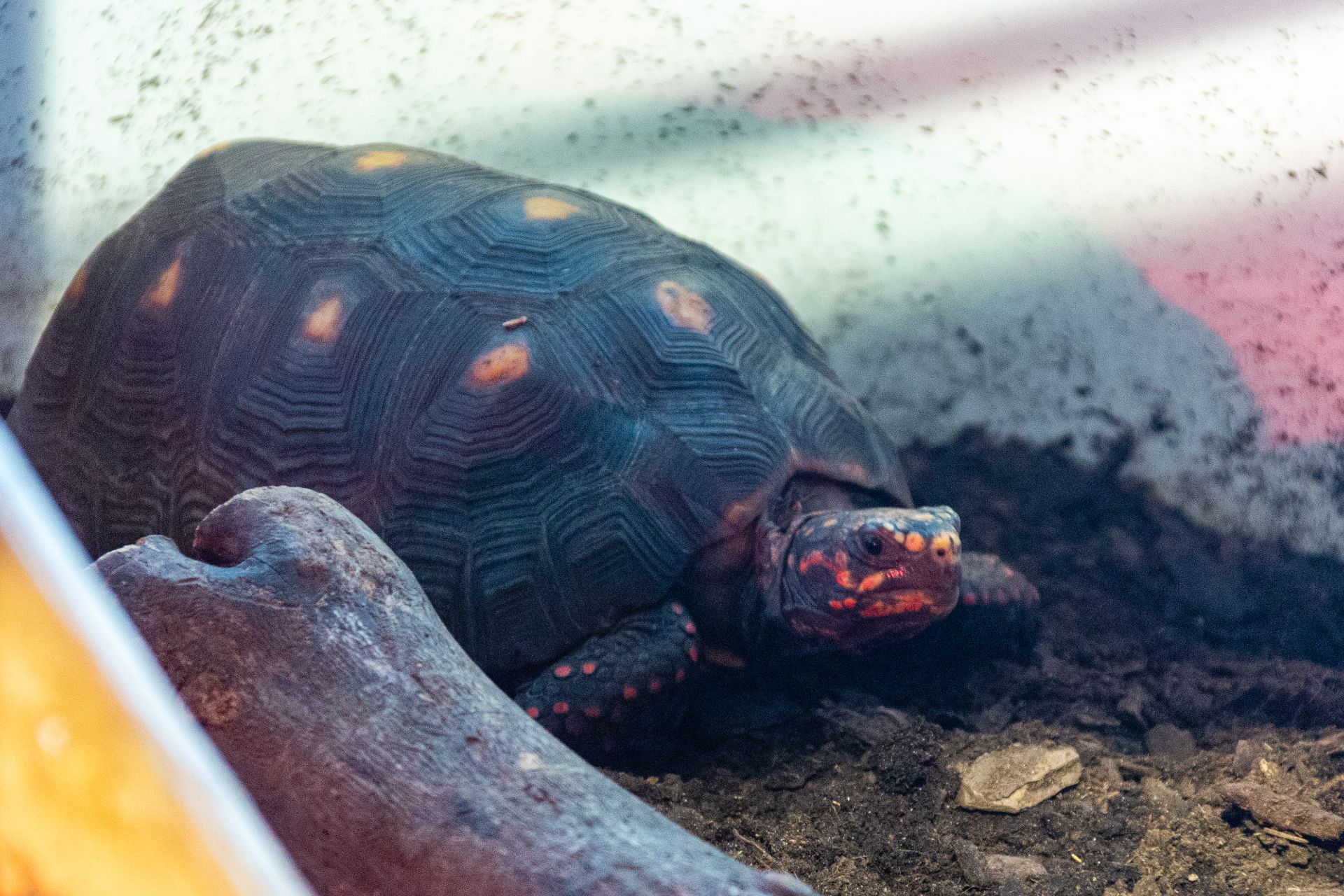 Kolenbranderschildpad