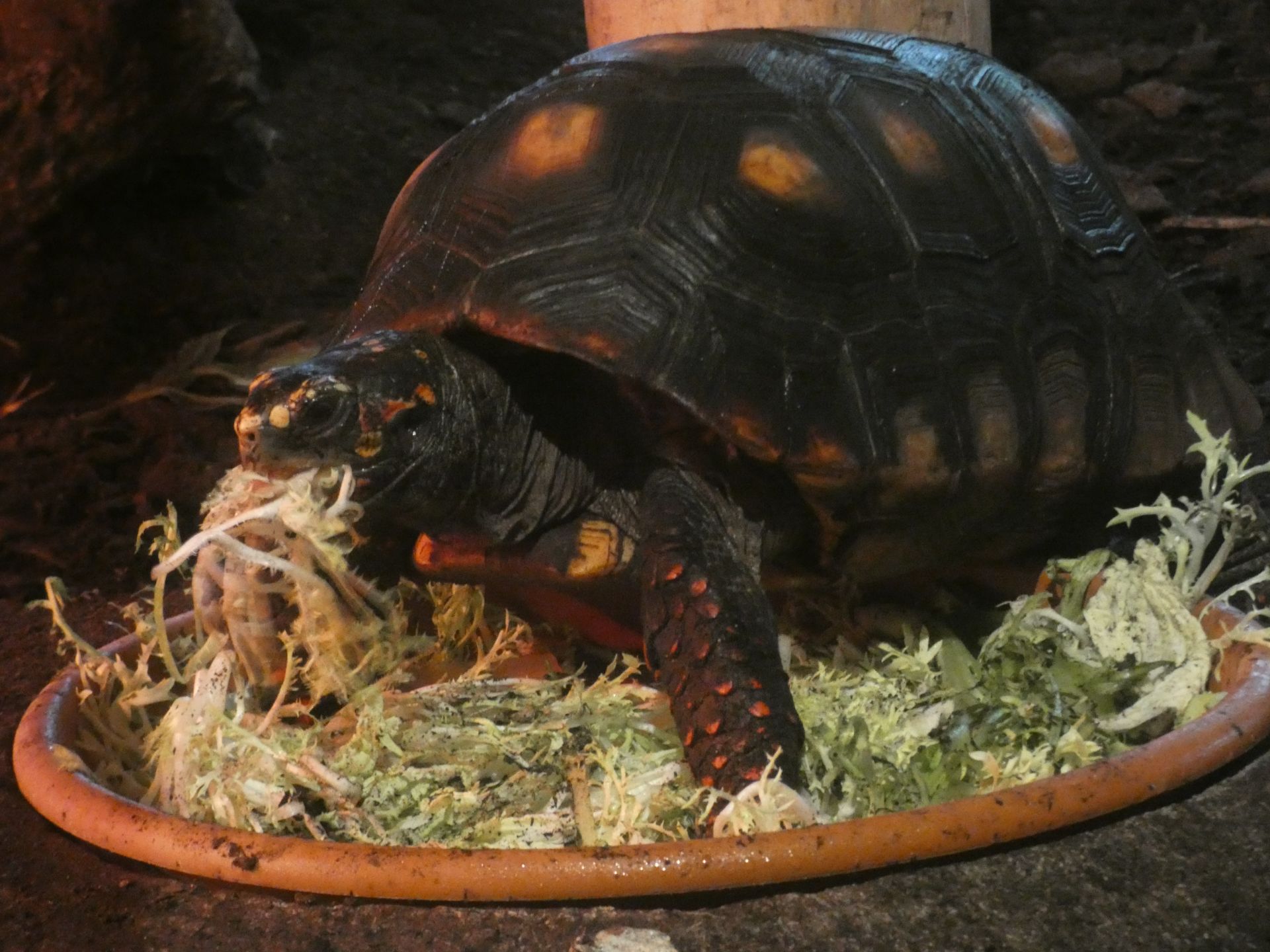 Kolenbranderschildpad