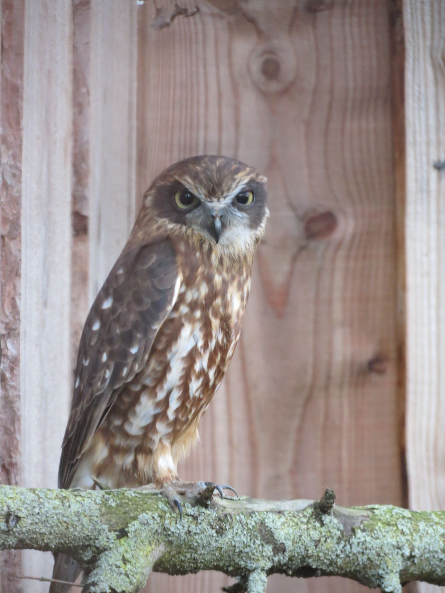 Ninox