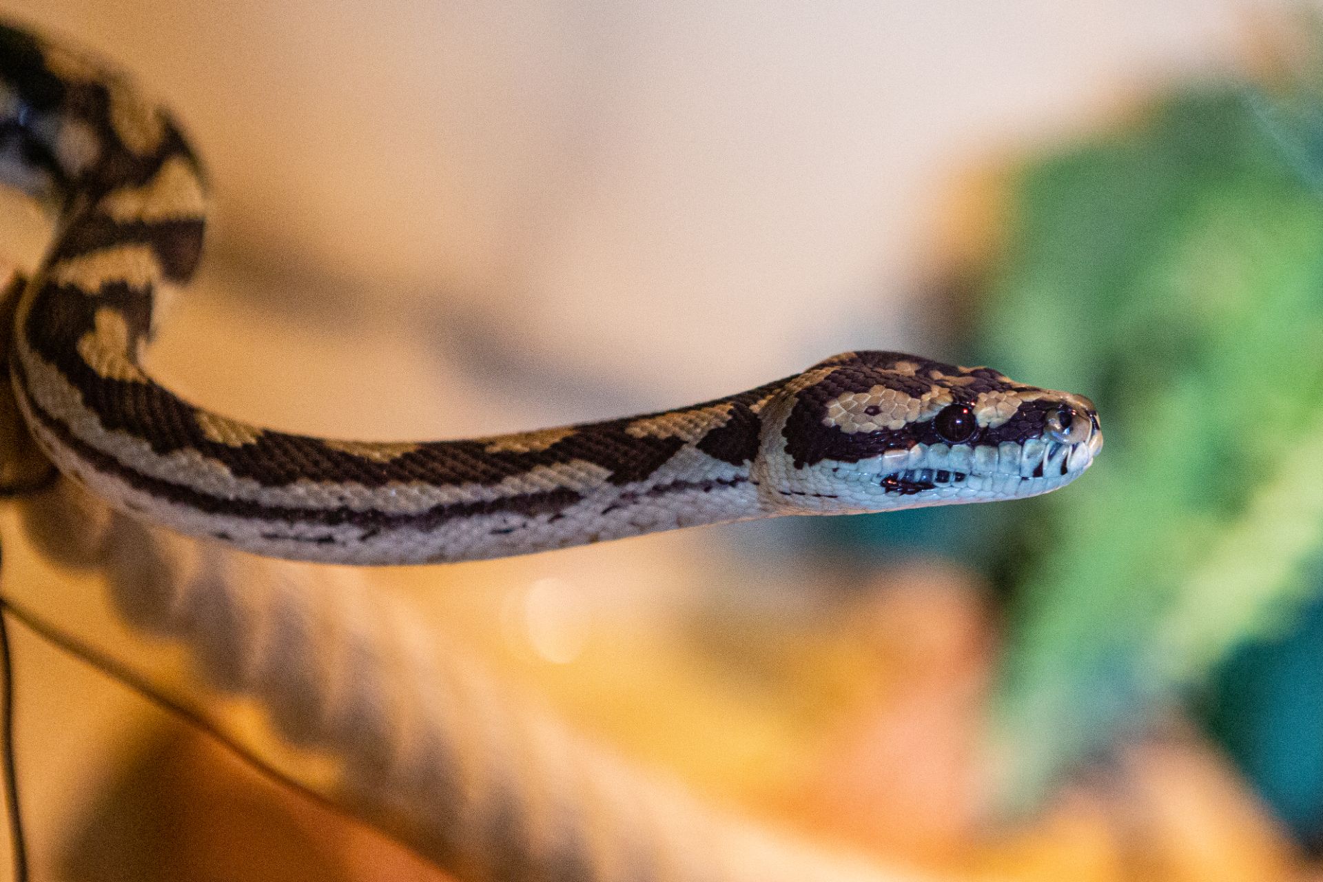 Ruitpython