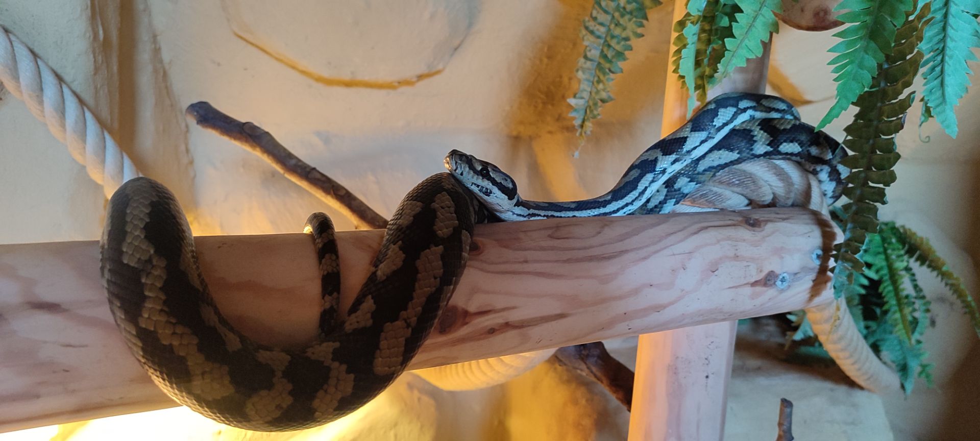 Ruitpython