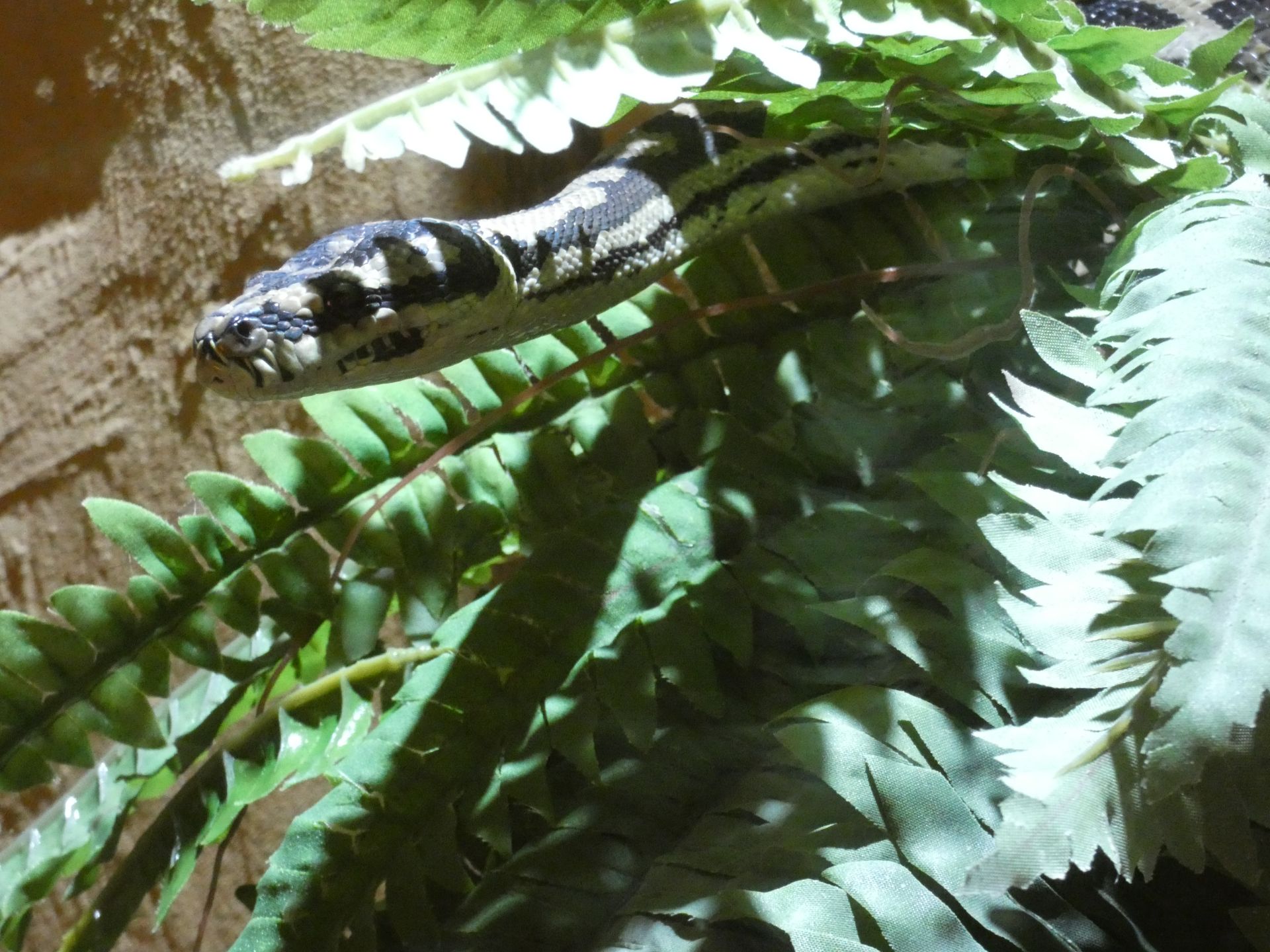 Ruitpython