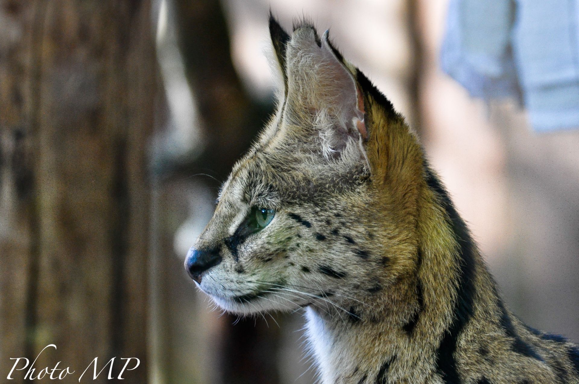 Serval