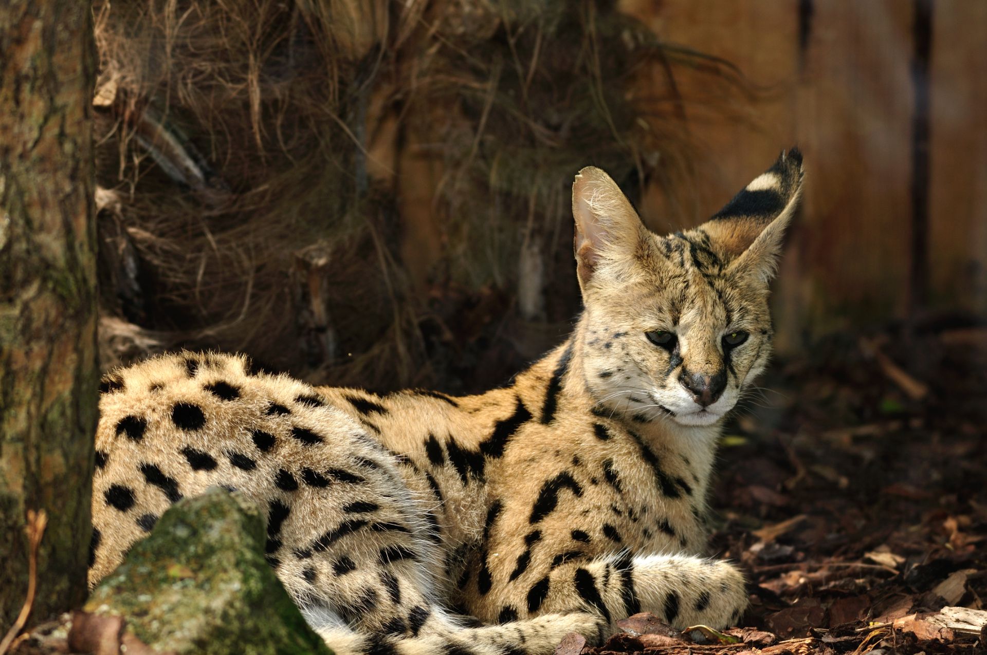 Serval