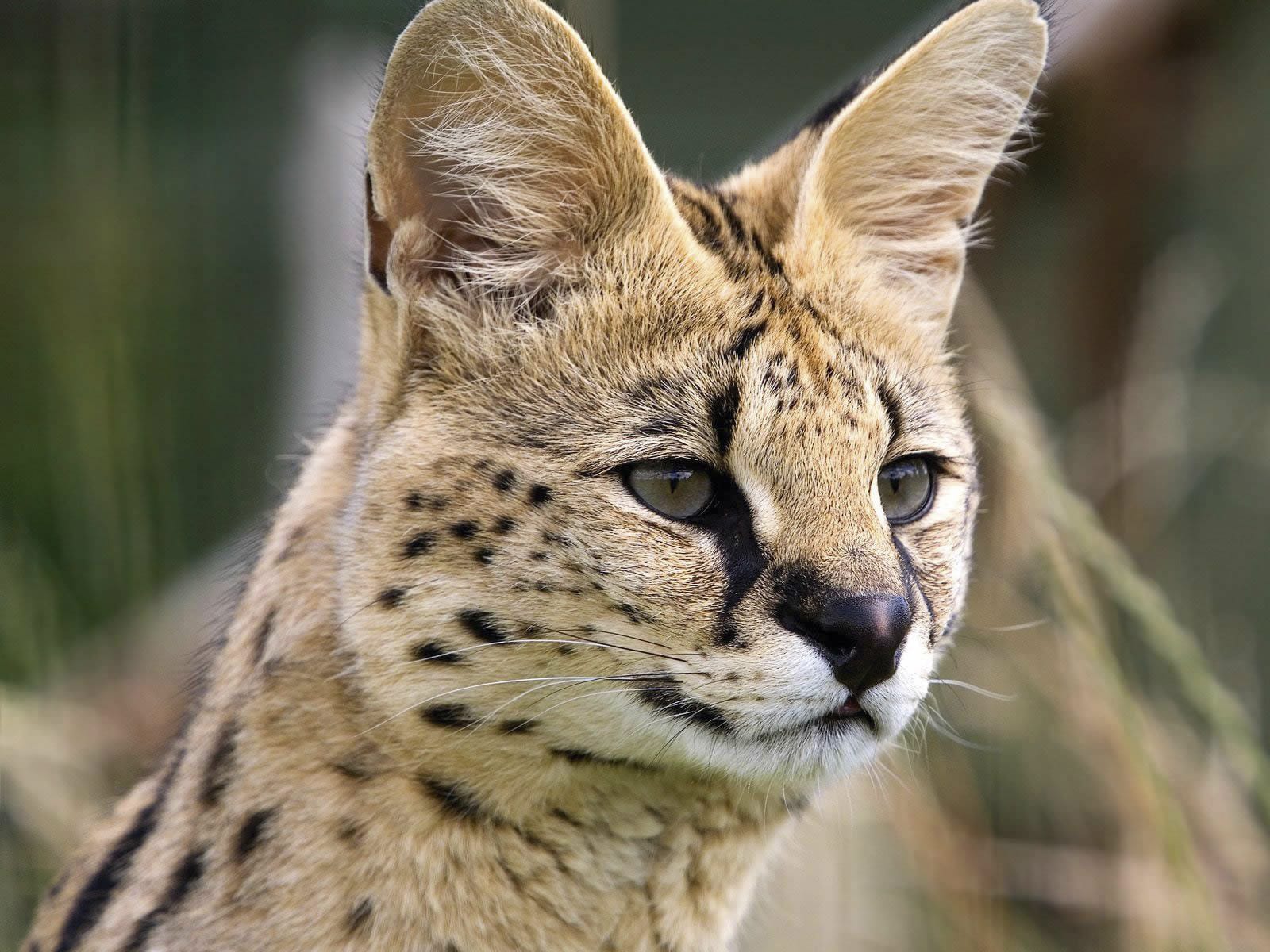 Serval