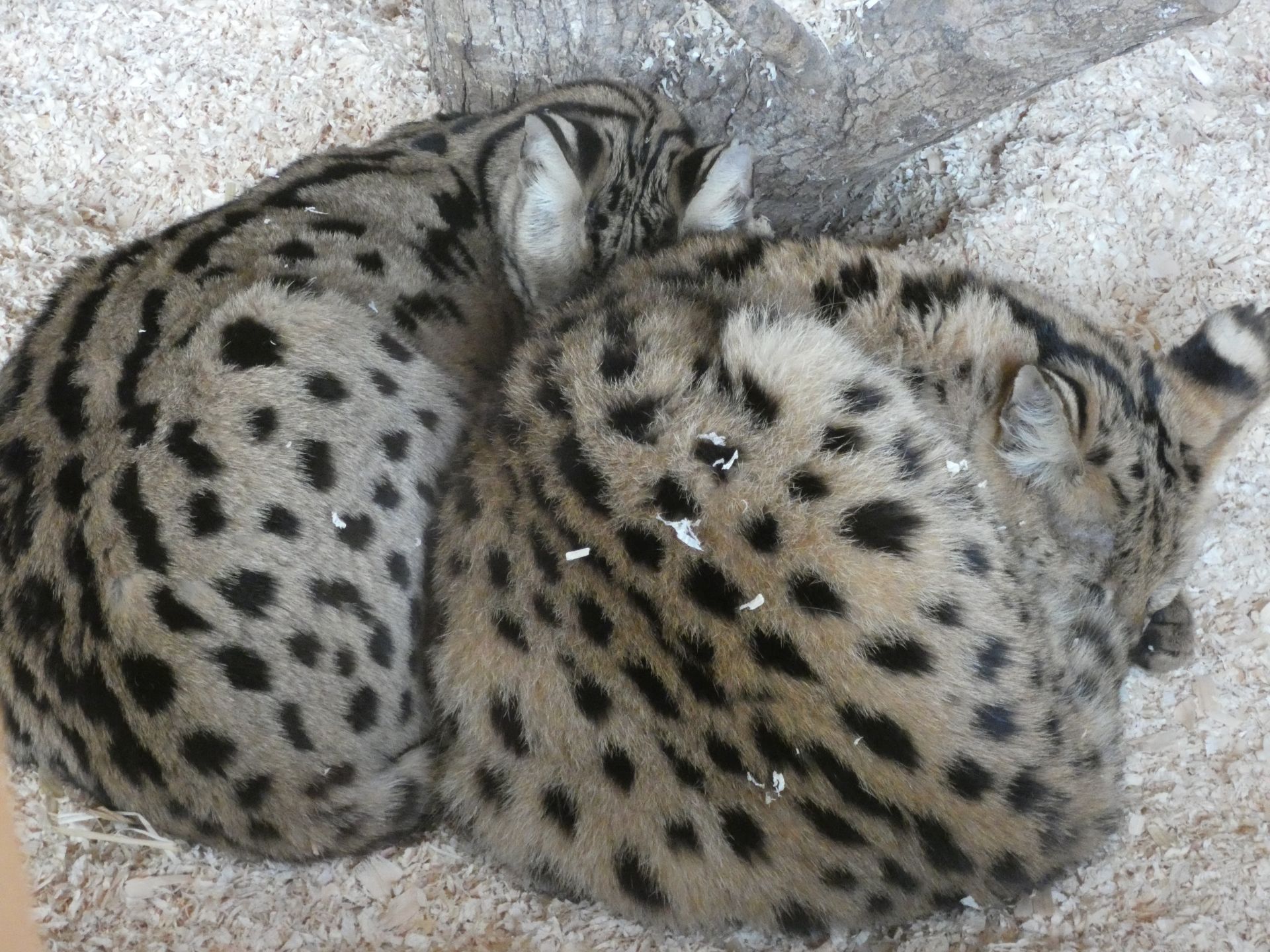 Serval