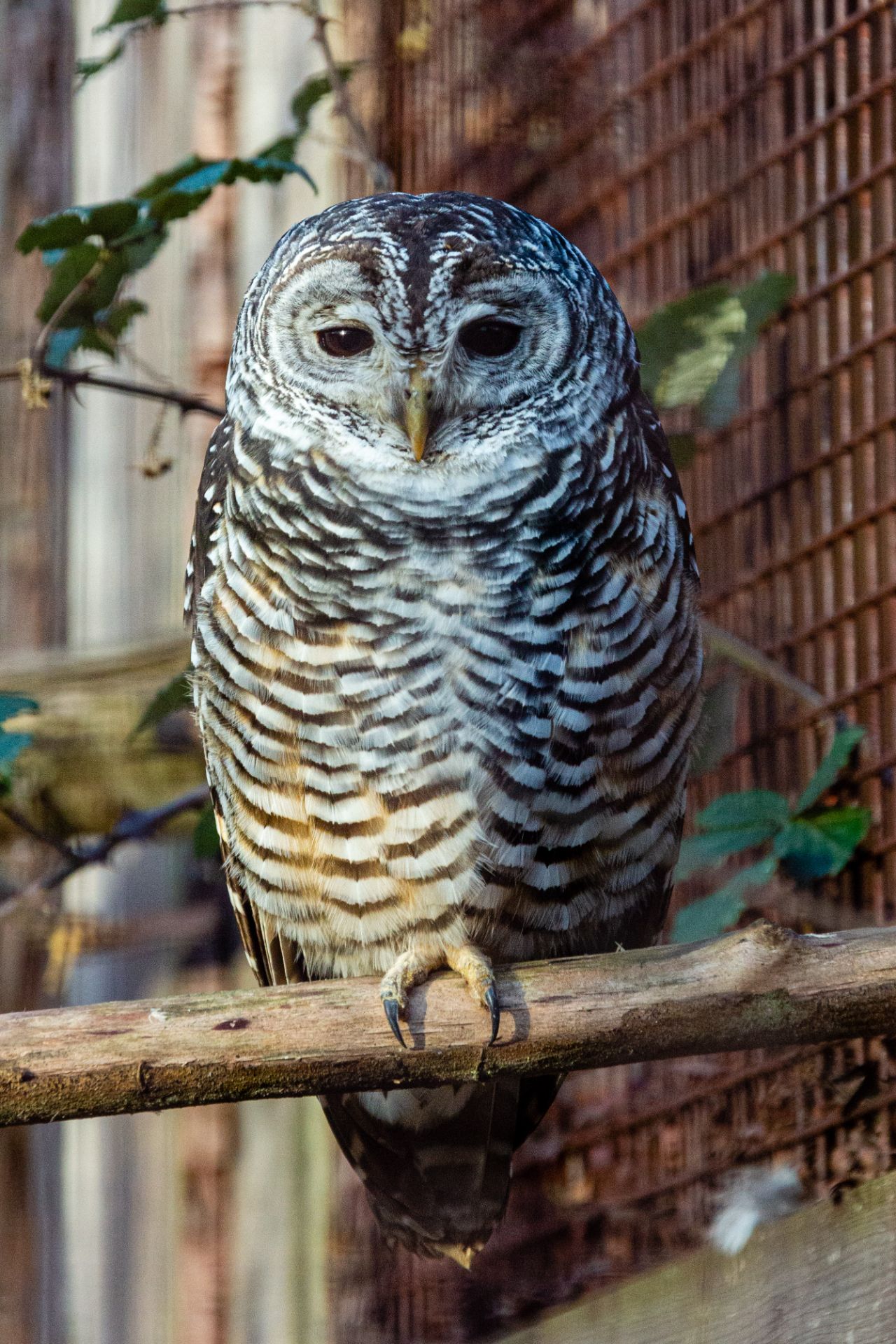Roodpootbosuil