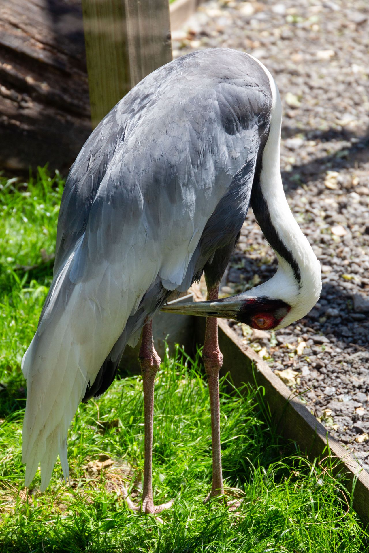 Witnekkraanvogel