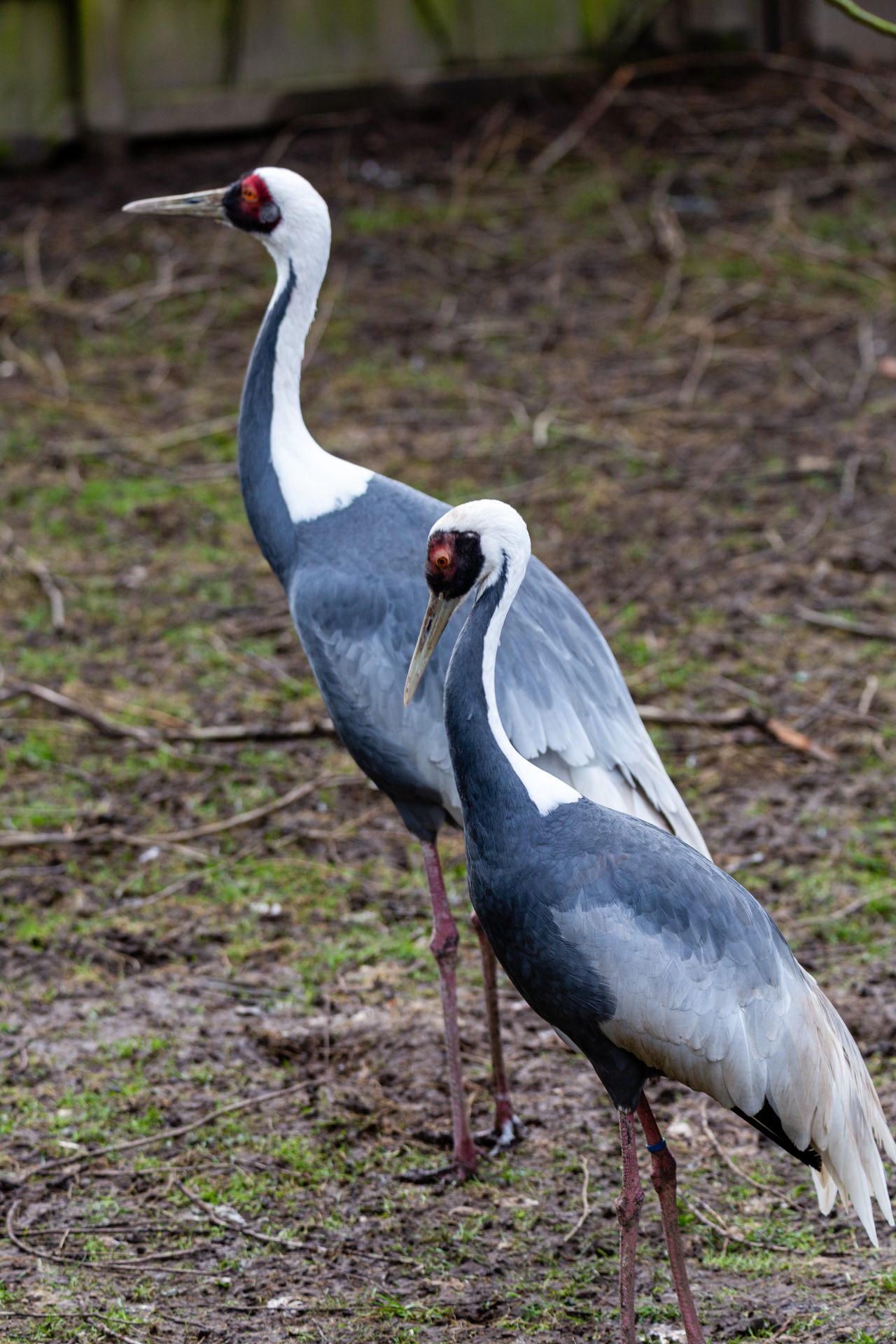 Witnekkraanvogel