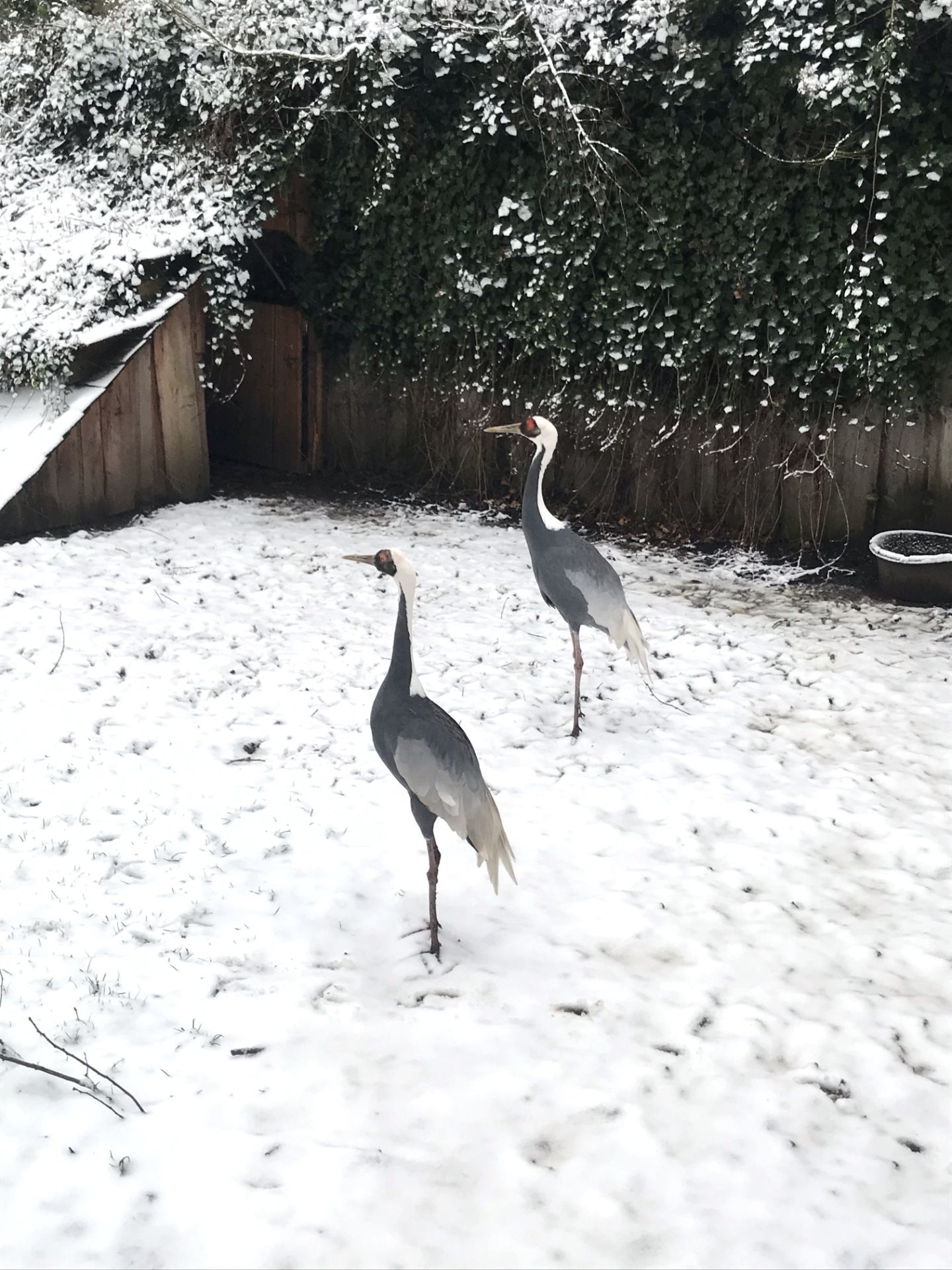 Witnekkraanvogel