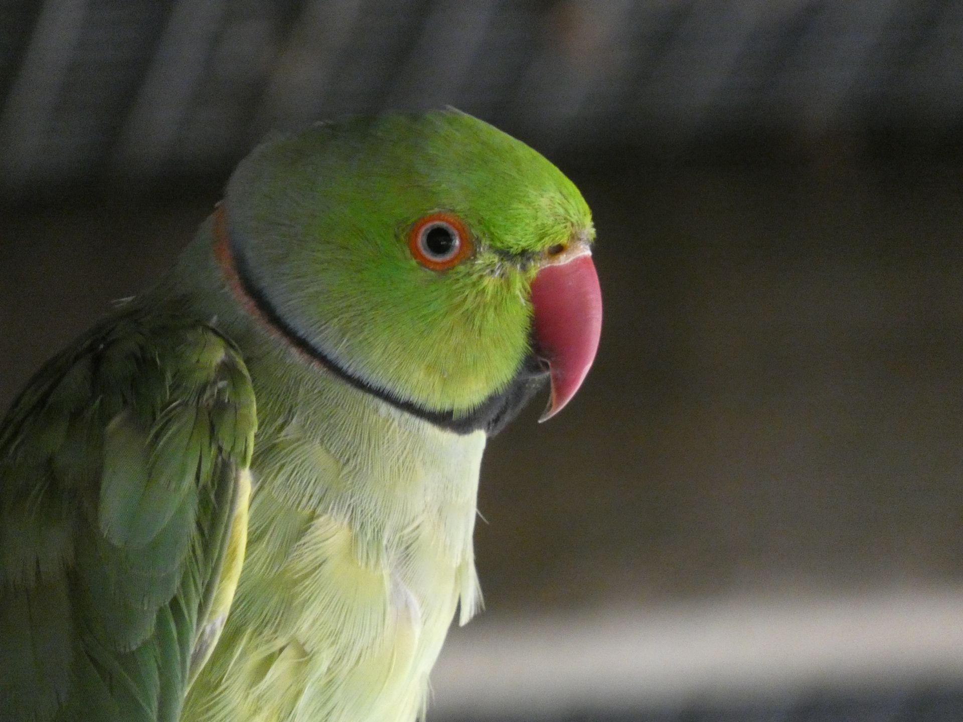 Antonio