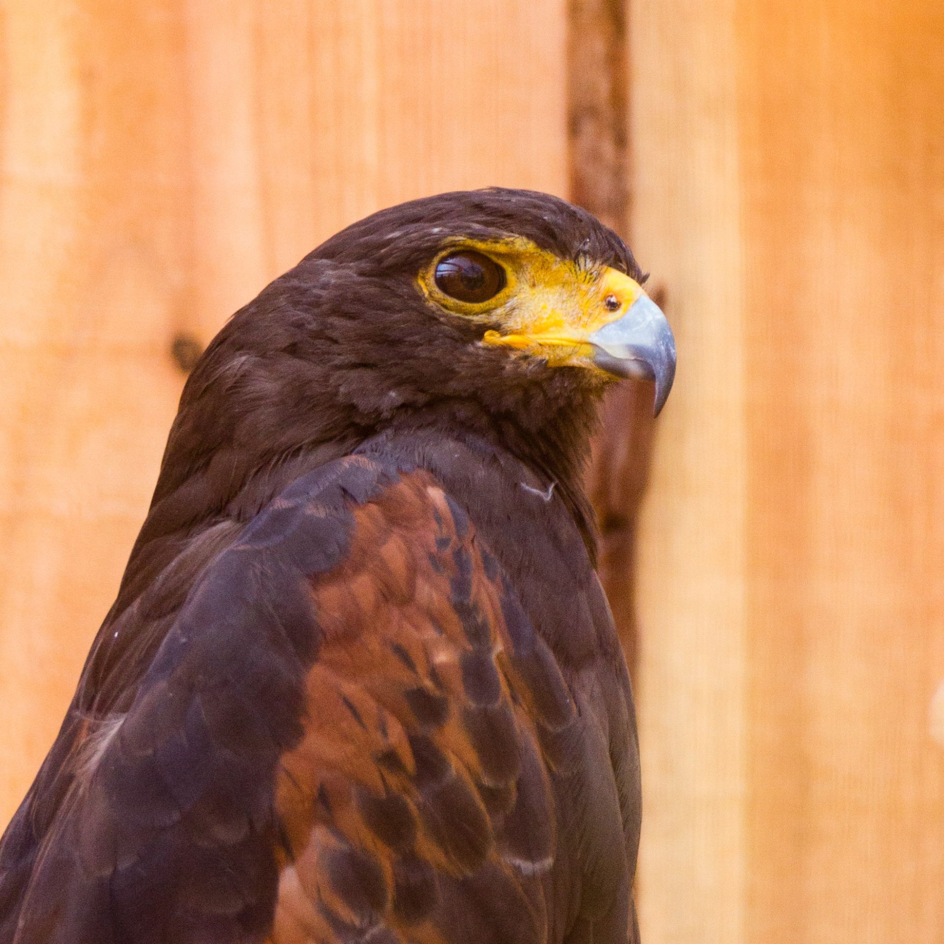 Amerikaanse woestijnbuizerd