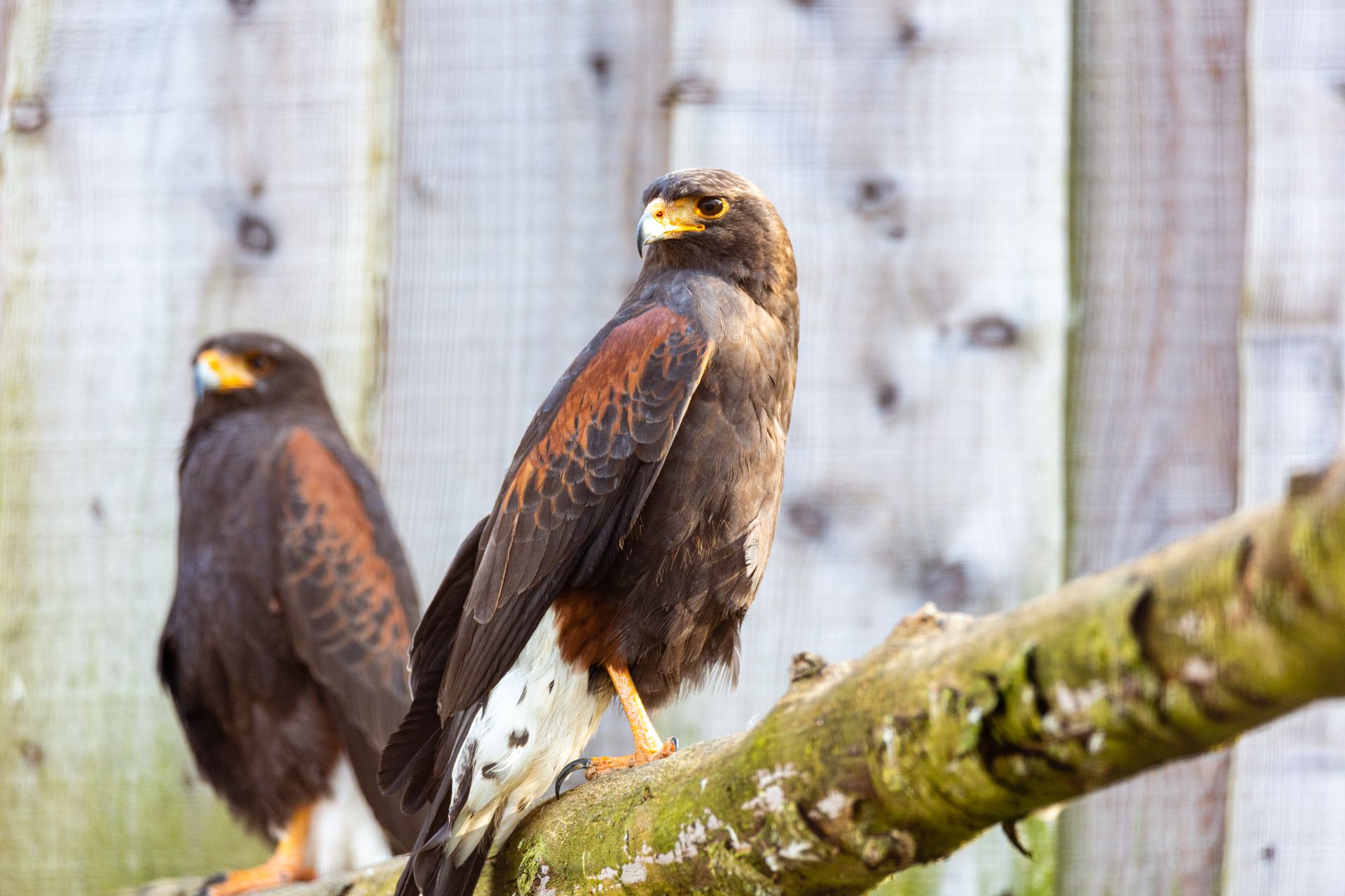 Amerikaanse woestijnbuizerd