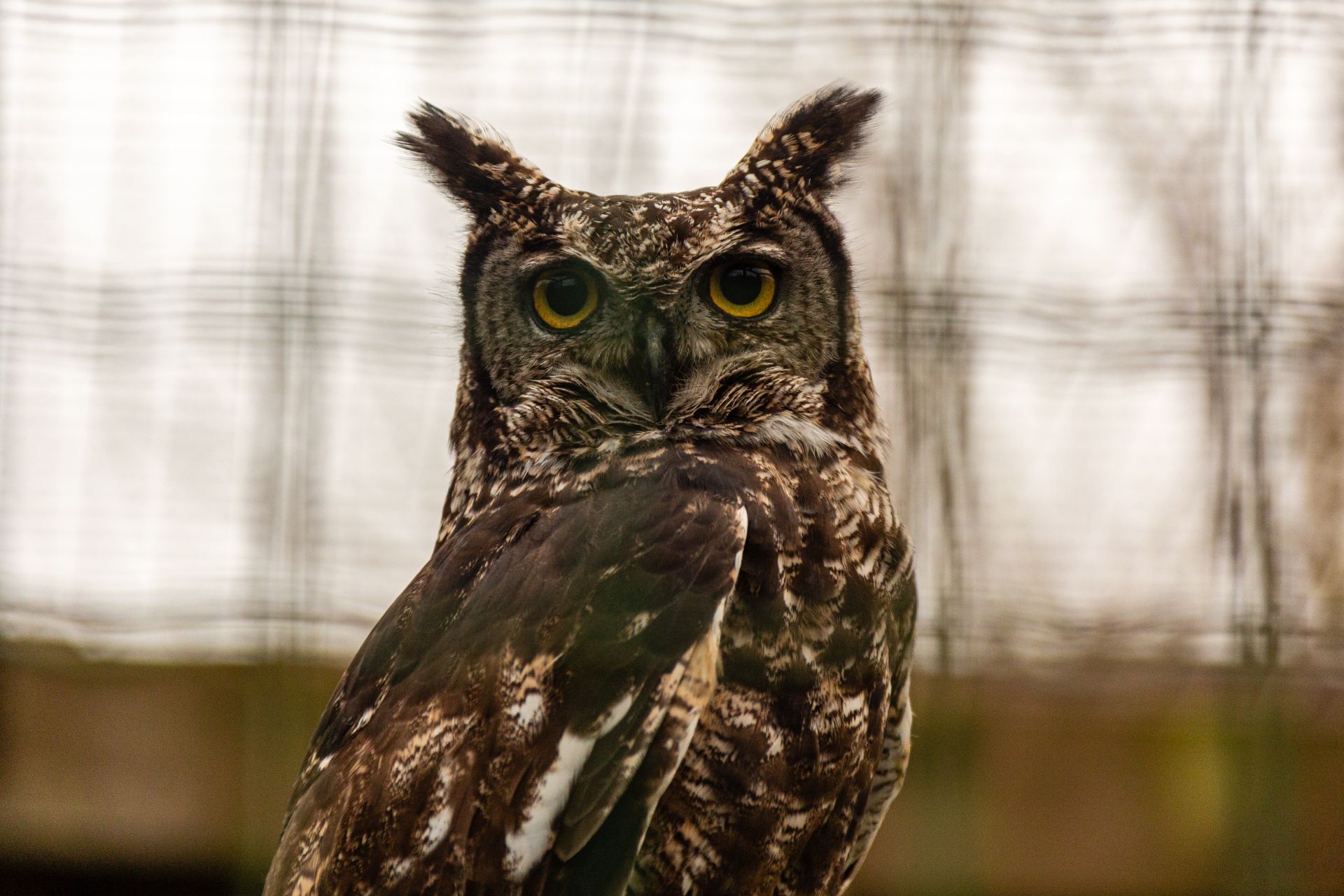 Merlin