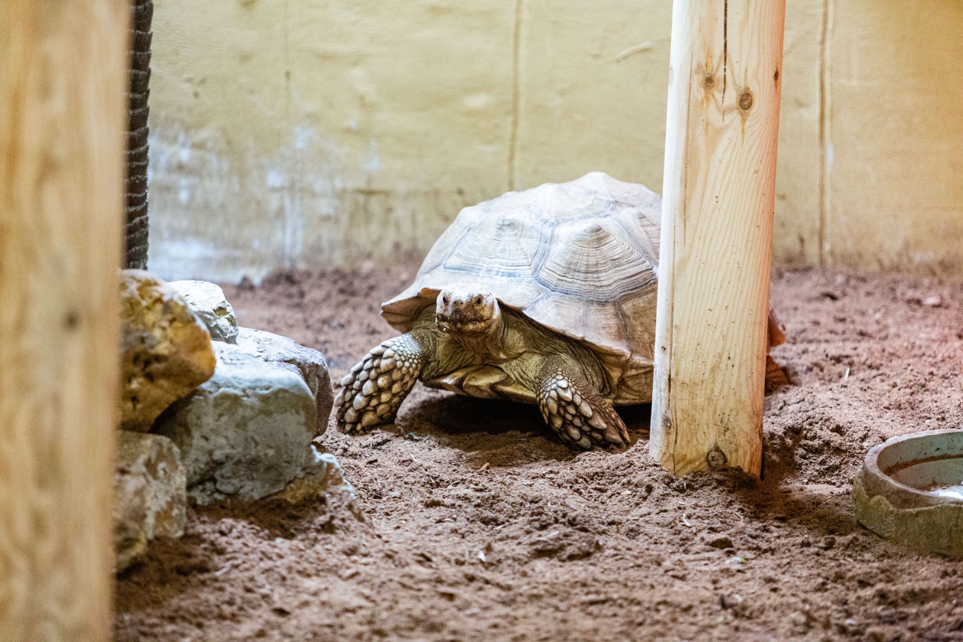 Afrikaanse sporenschildpad