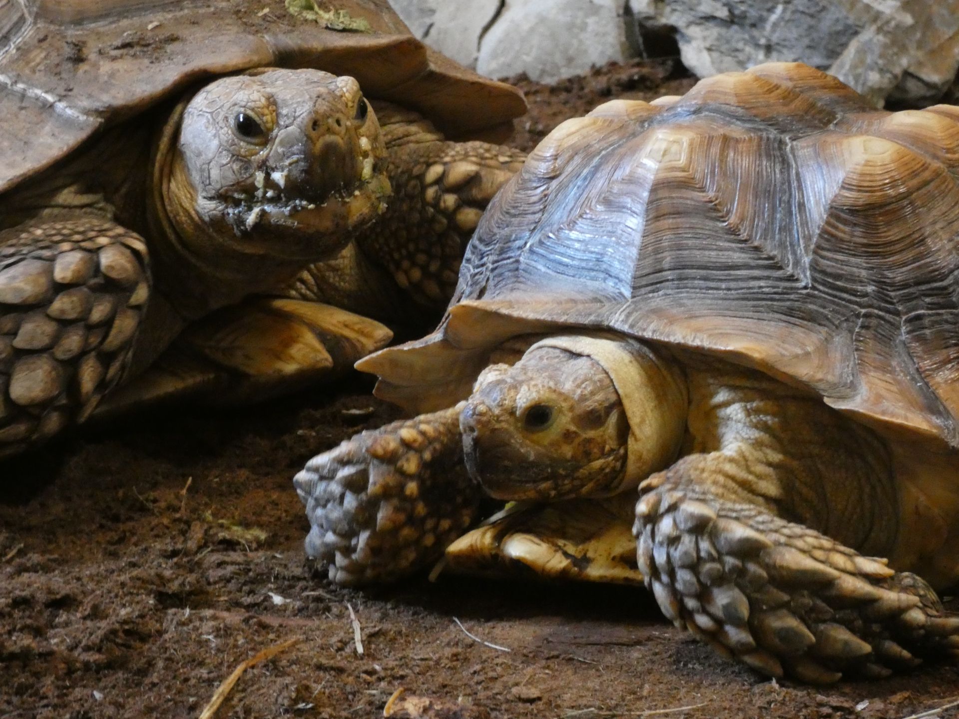 Afrikaanse sporenschildpad
