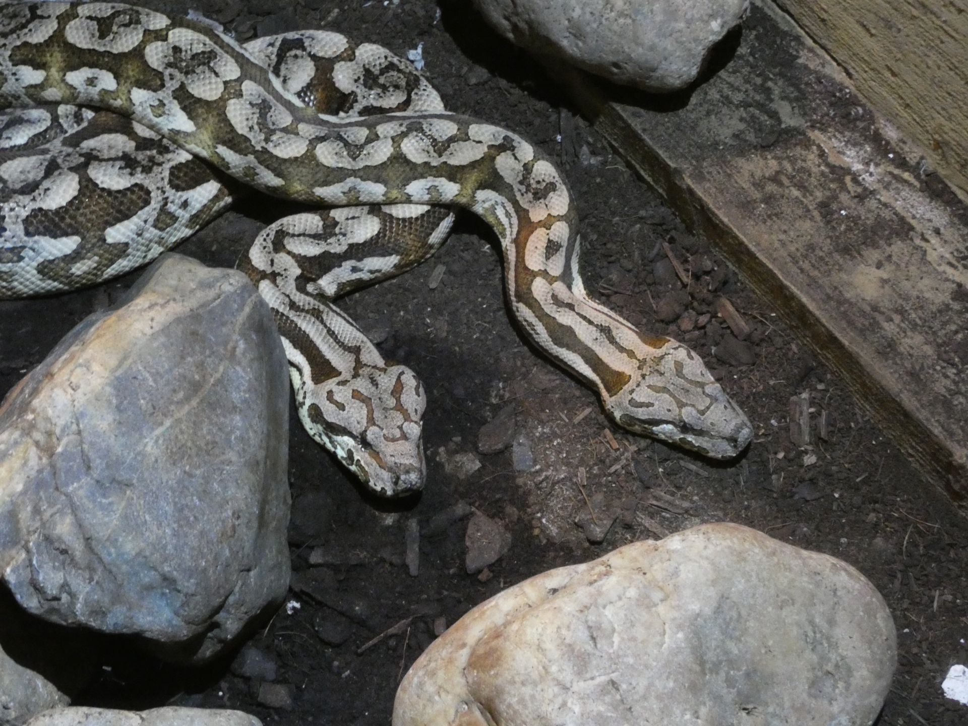 Dumerils Madagaskar-boa