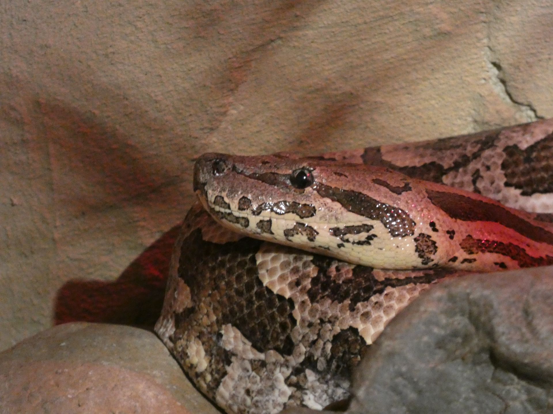 Dumerils Madagaskar-boa