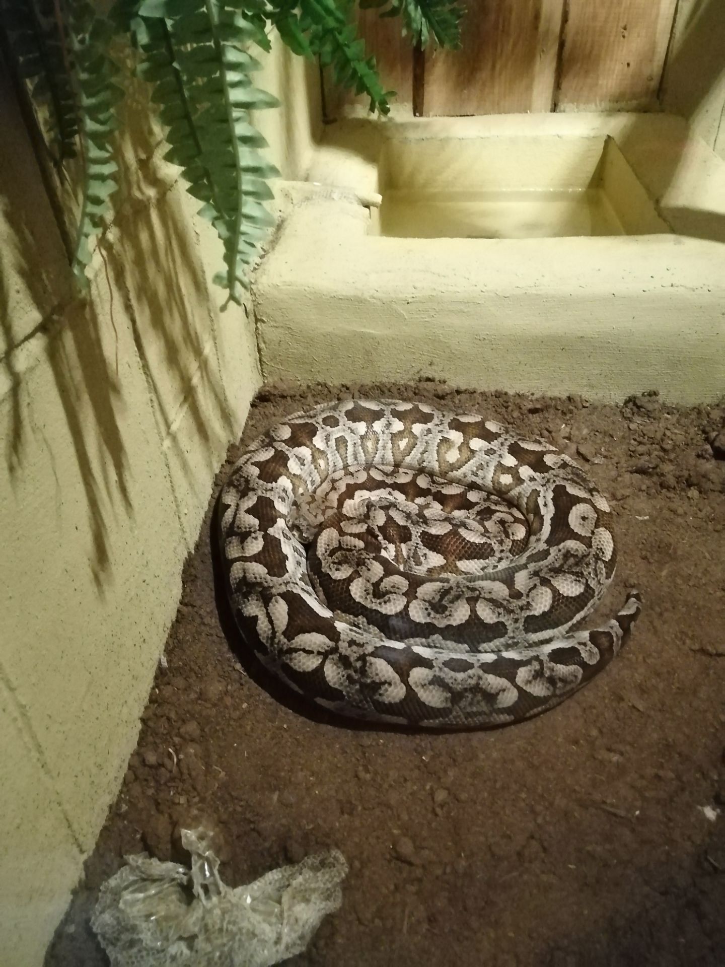 Dumerils Madagaskar-boa