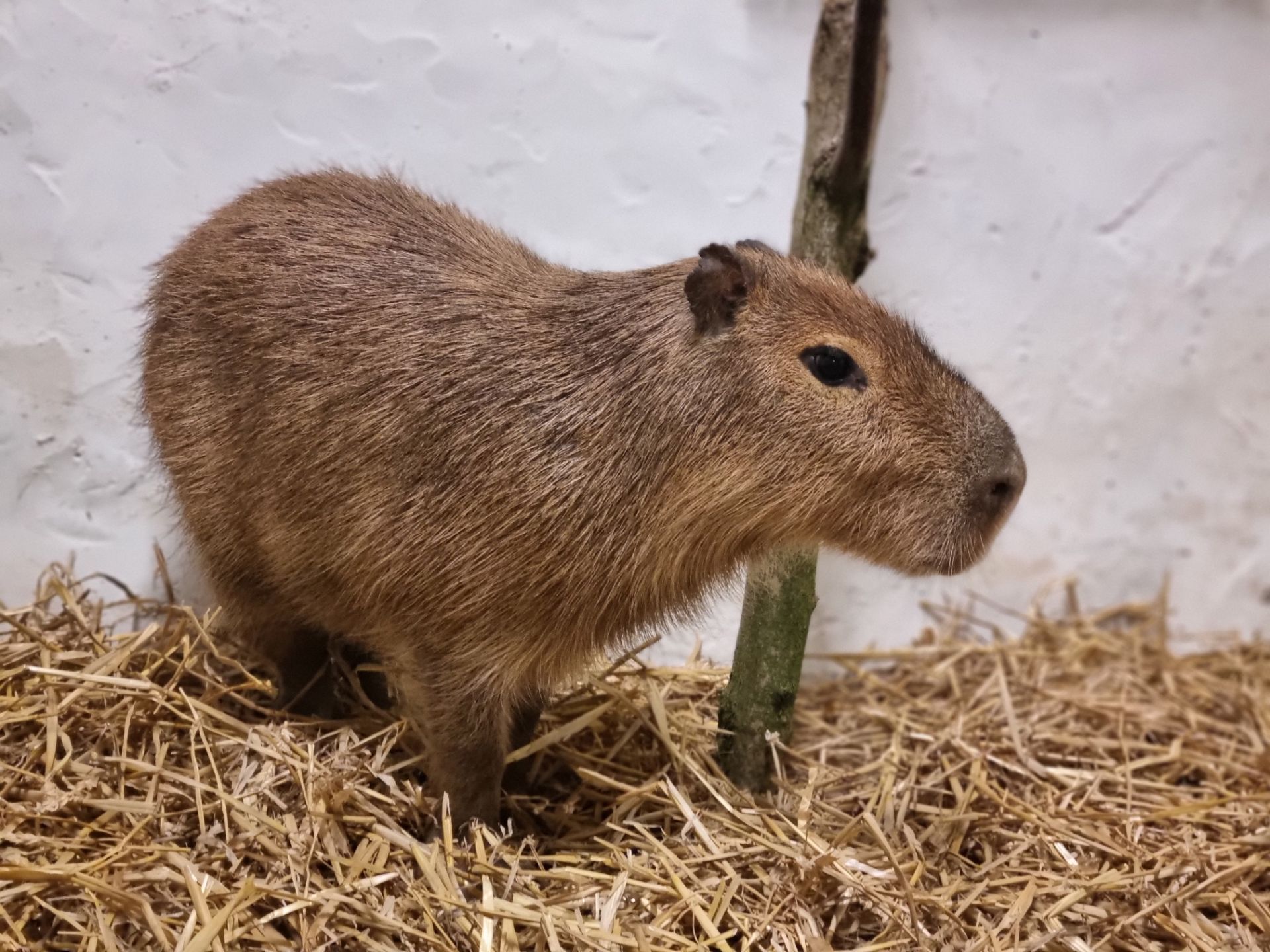 Juanita