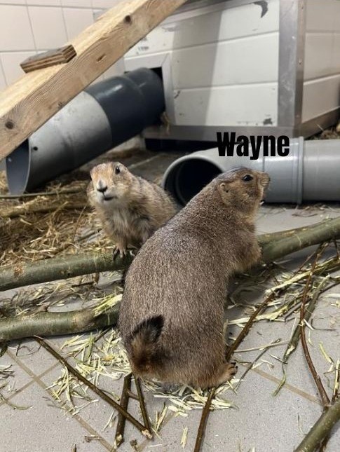 Wayne