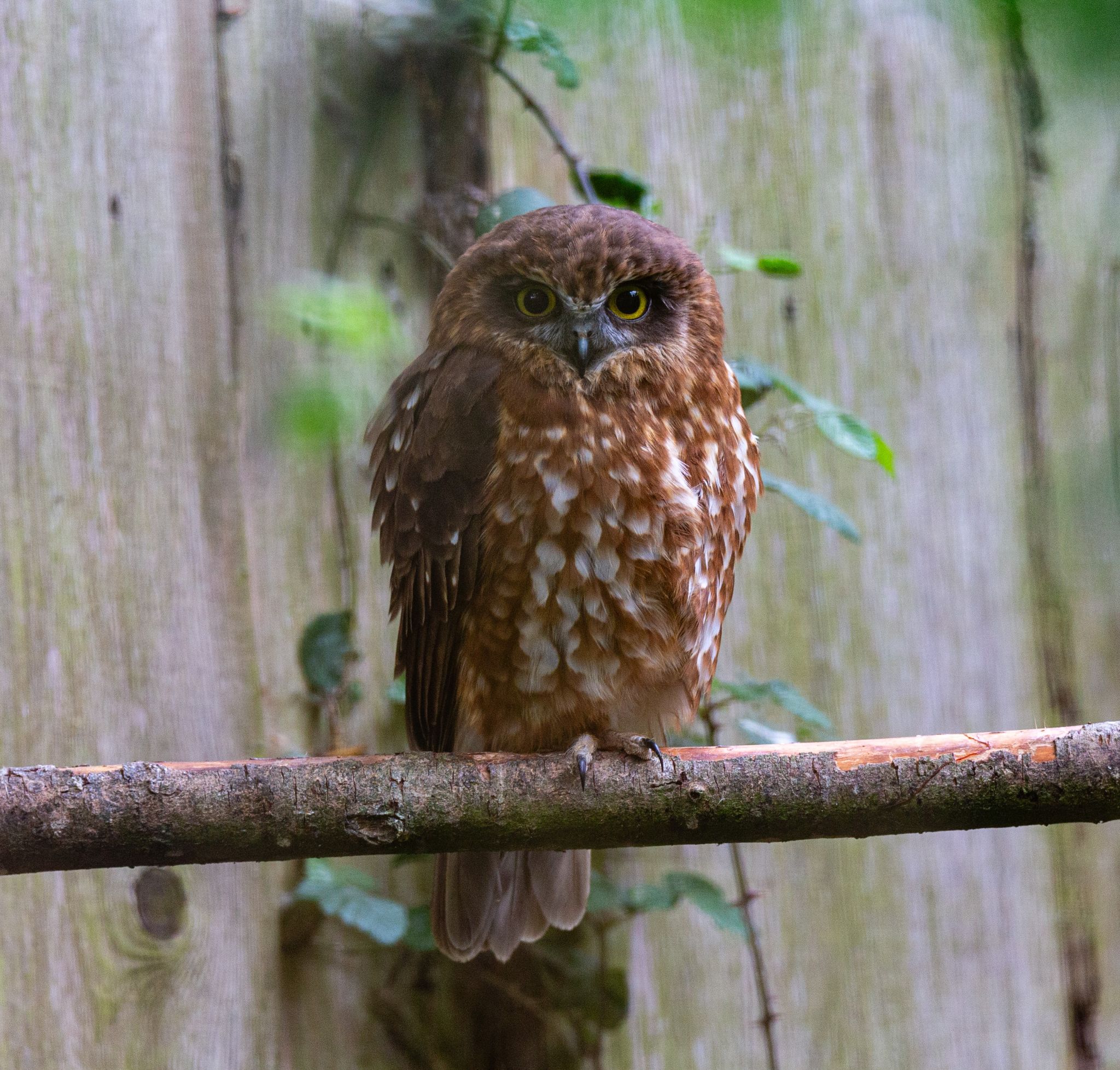 Ninox