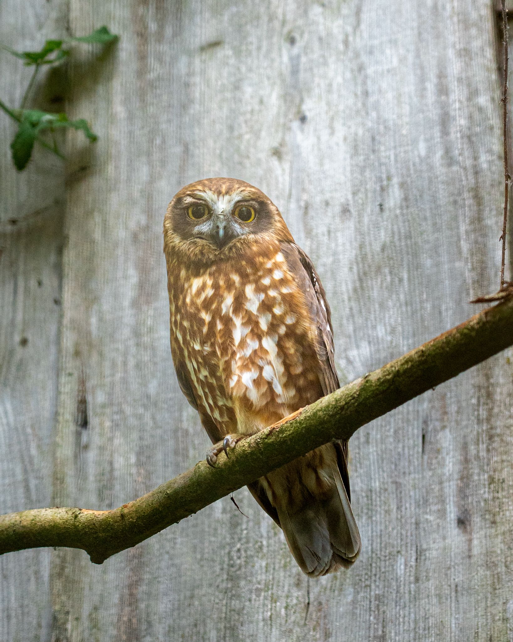 Ninox