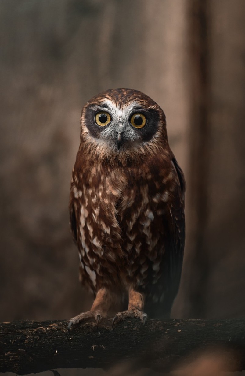 Ninox