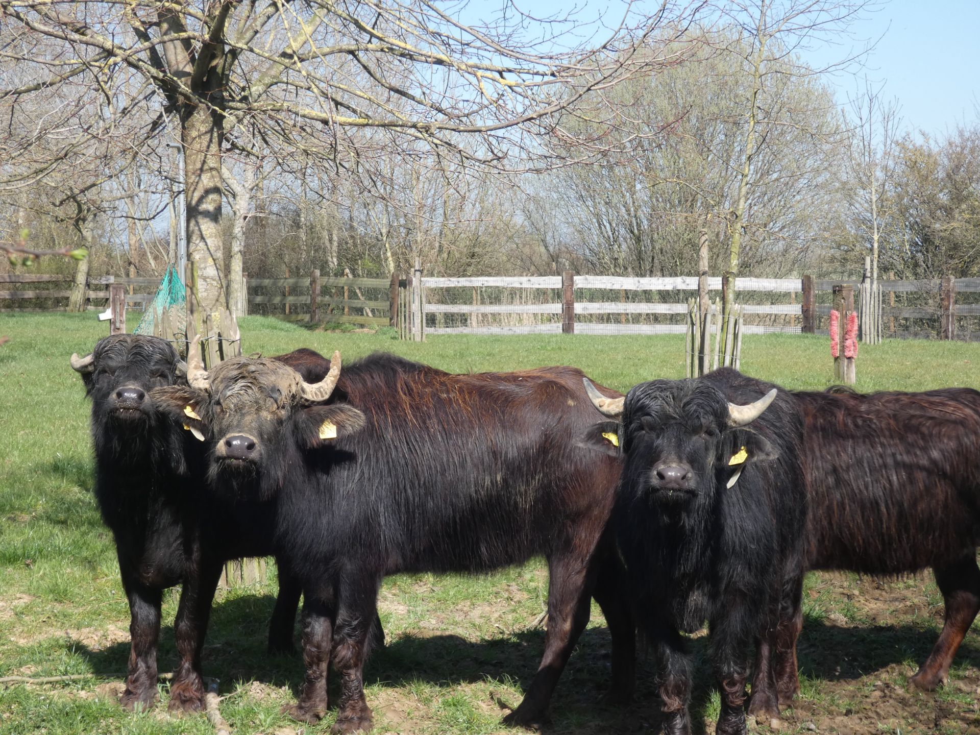Waterbuffel