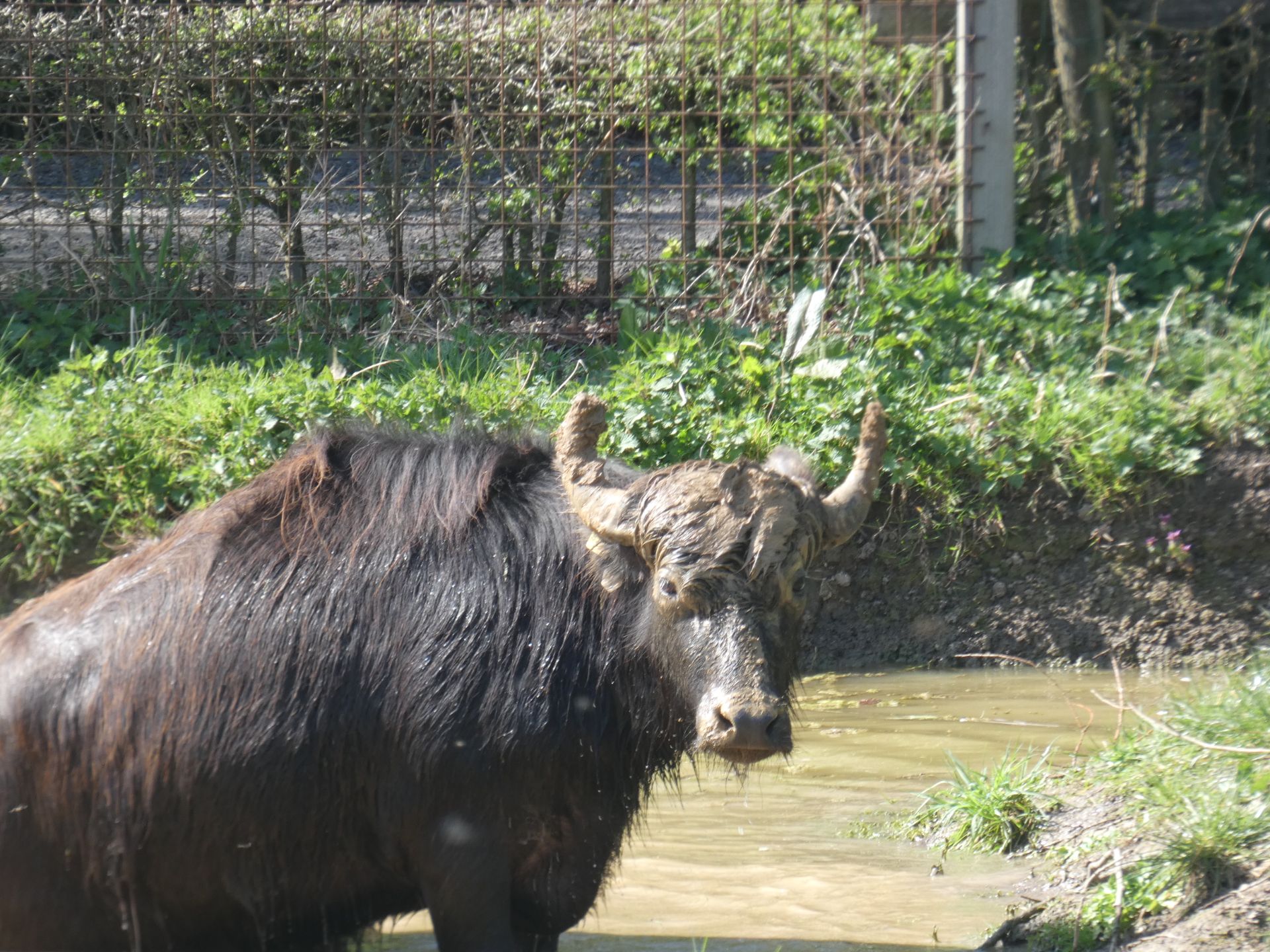 Waterbuffel
