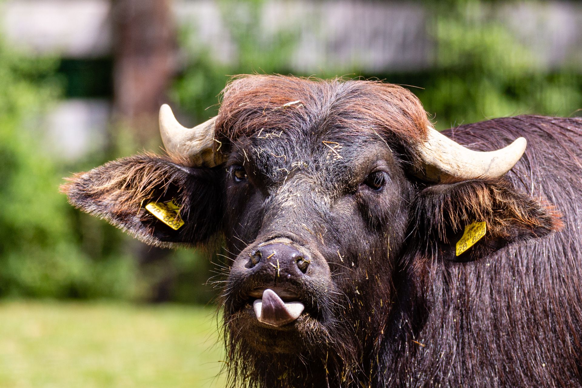 Waterbuffel