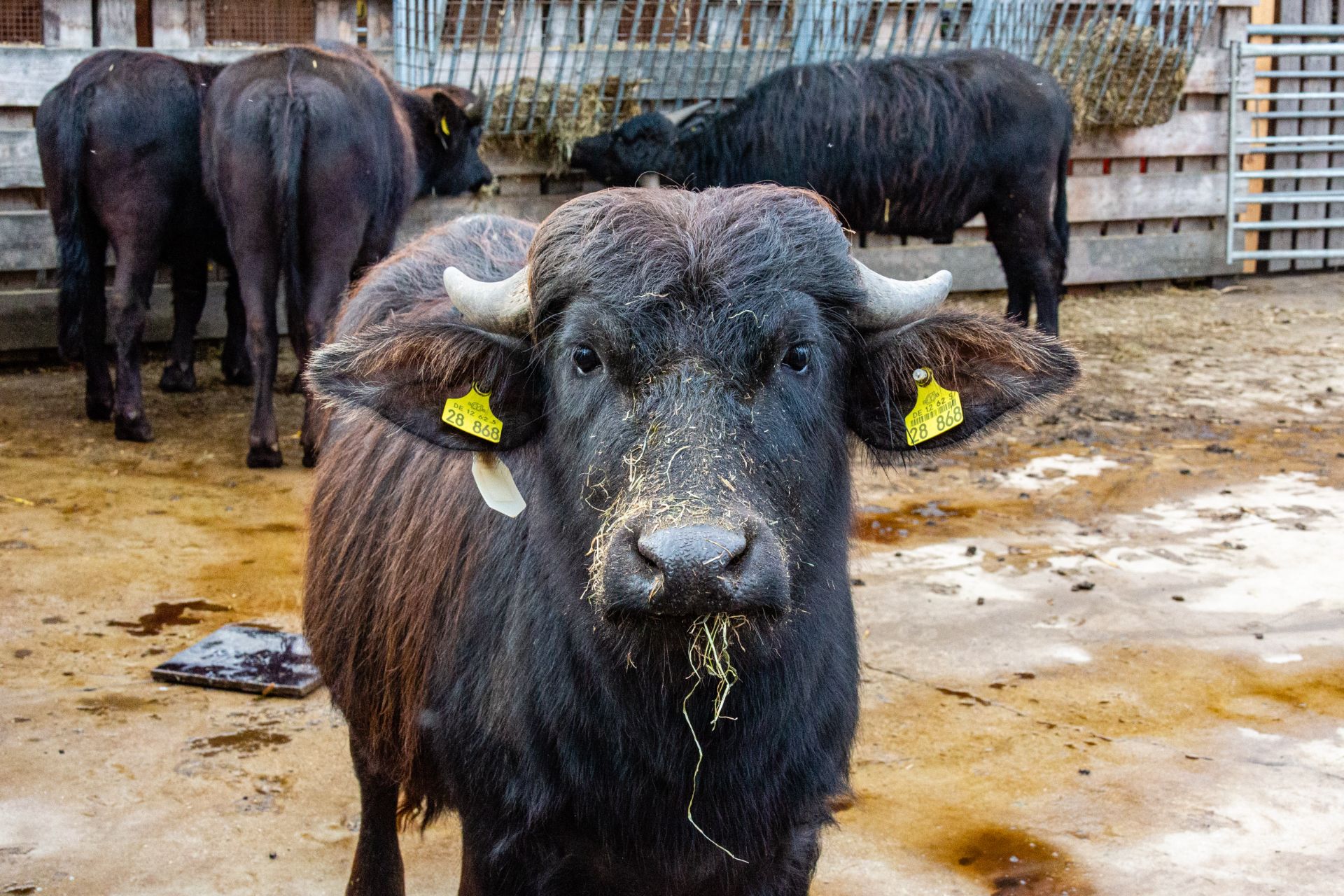 Waterbuffel