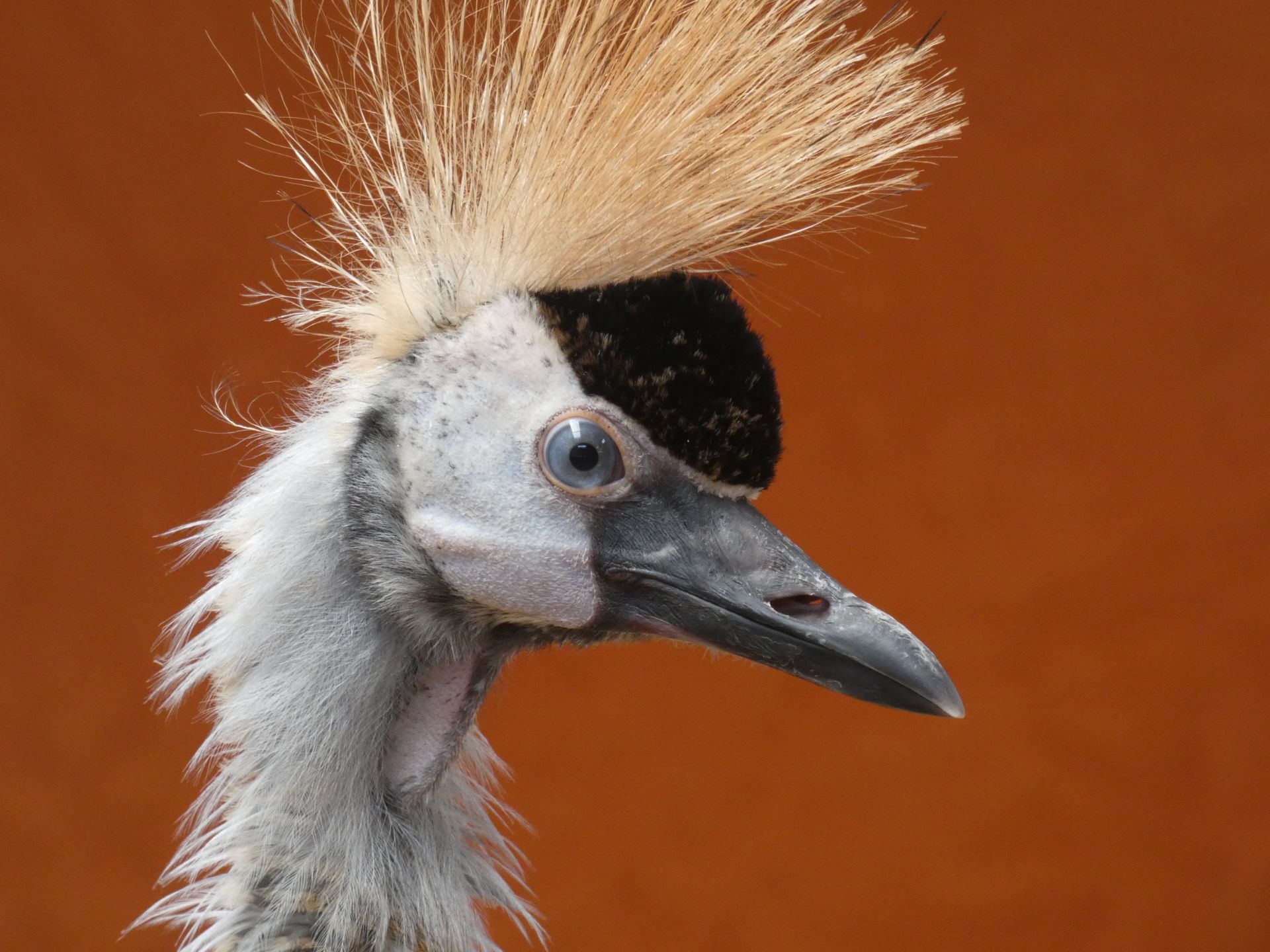 Kabaka