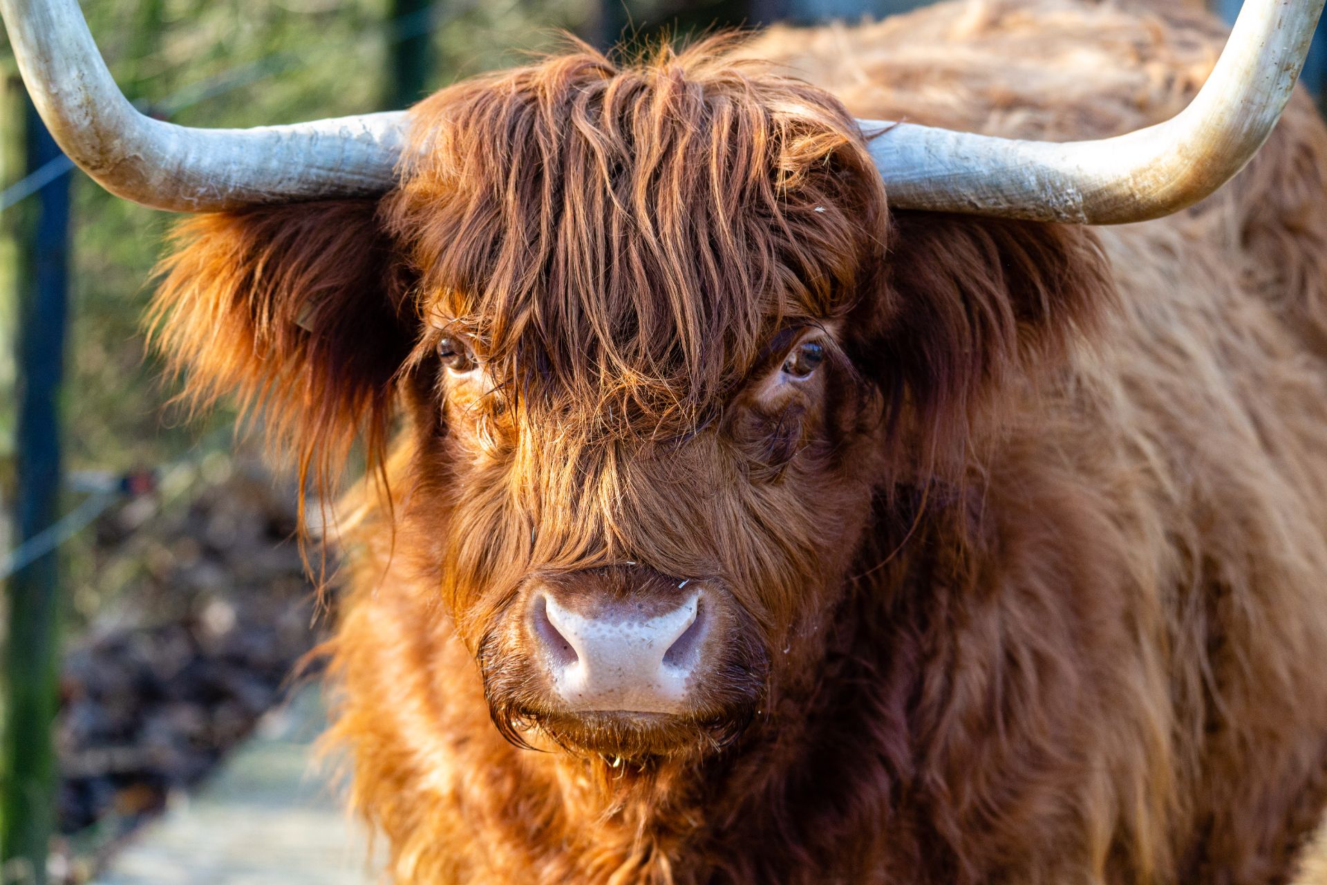 Schotse Hooglander