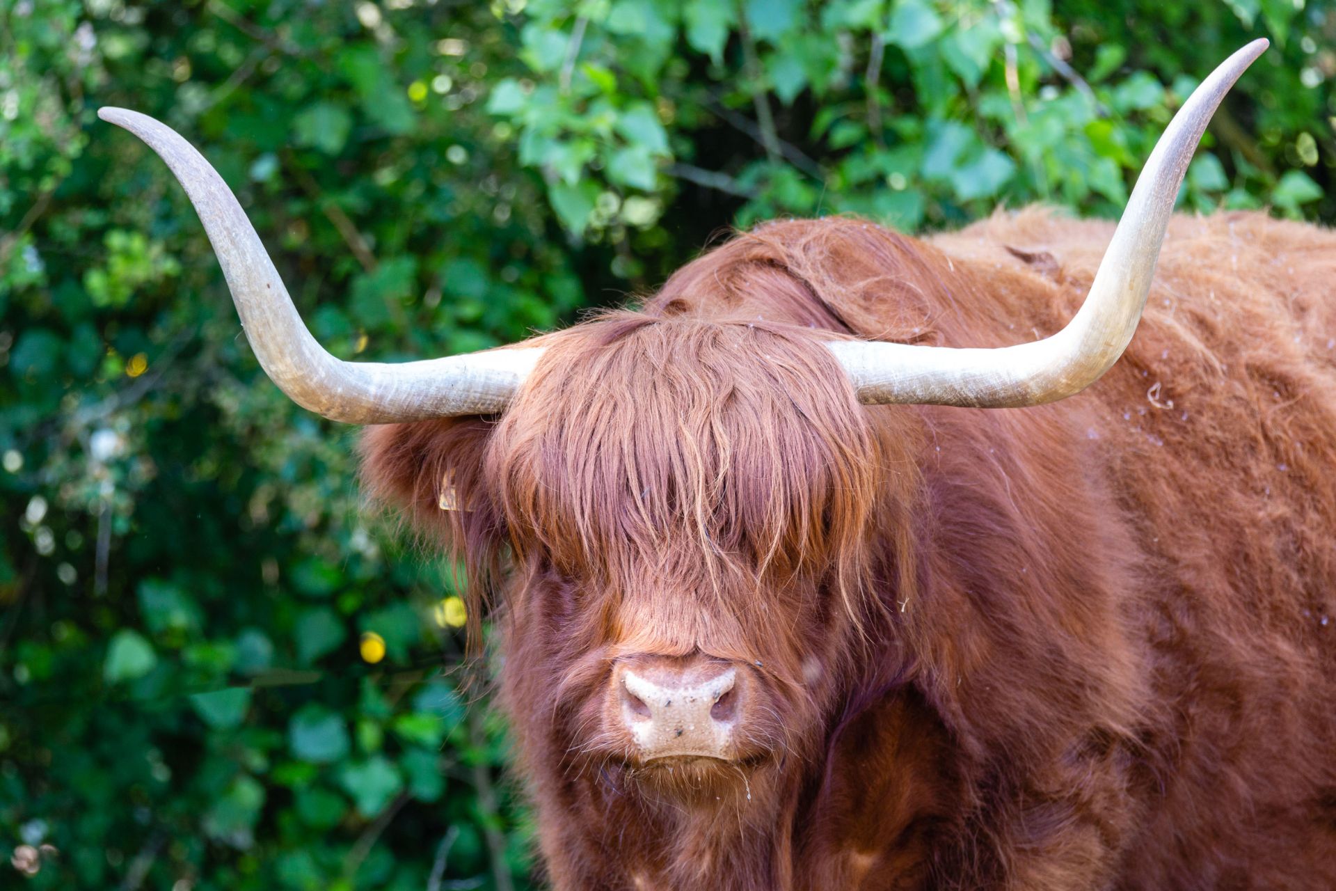 Schotse Hooglander