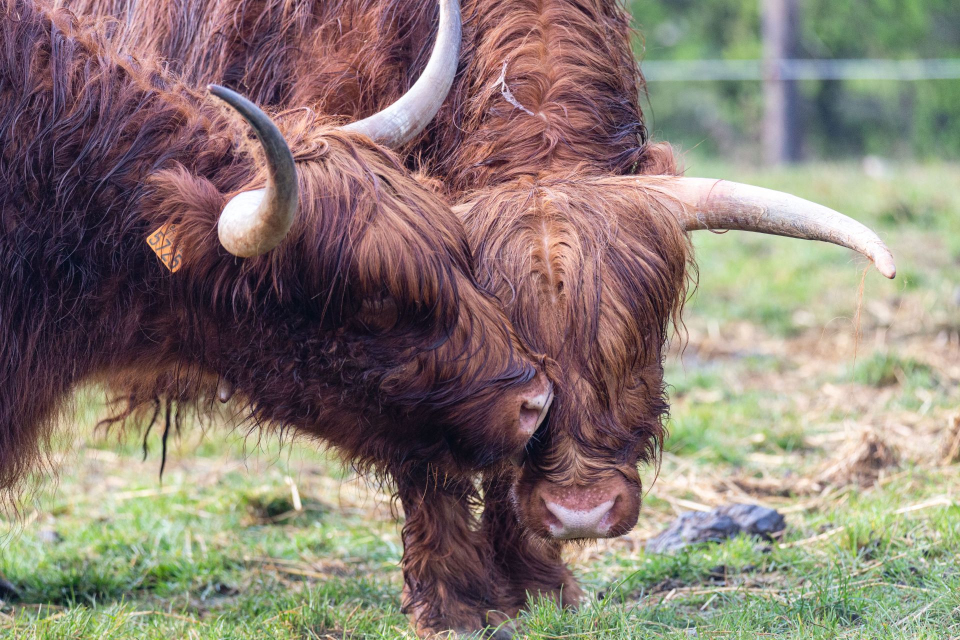 Schotse Hooglander
