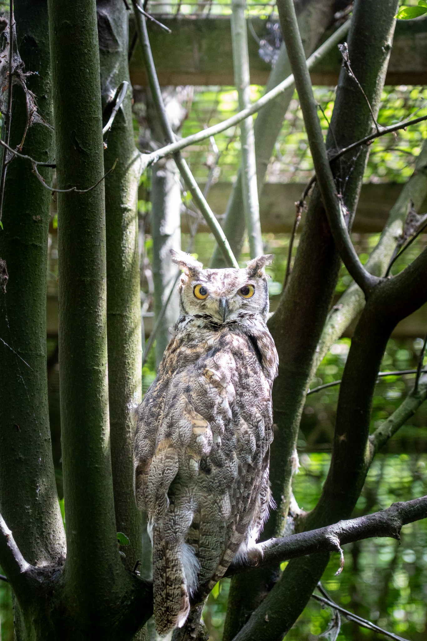 Merlin